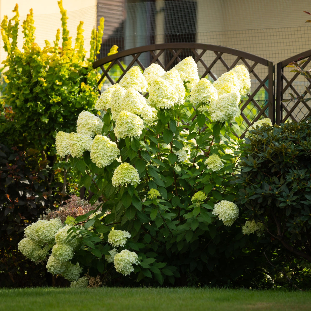 Hydrangea paniculata &#39;Little Fresco&#39; 5L displays compact, lush panicles of large pale greenish-white flowers in the garden, with vibrant foliage highlighted by sunlight against greenery and a brown lattice fence.