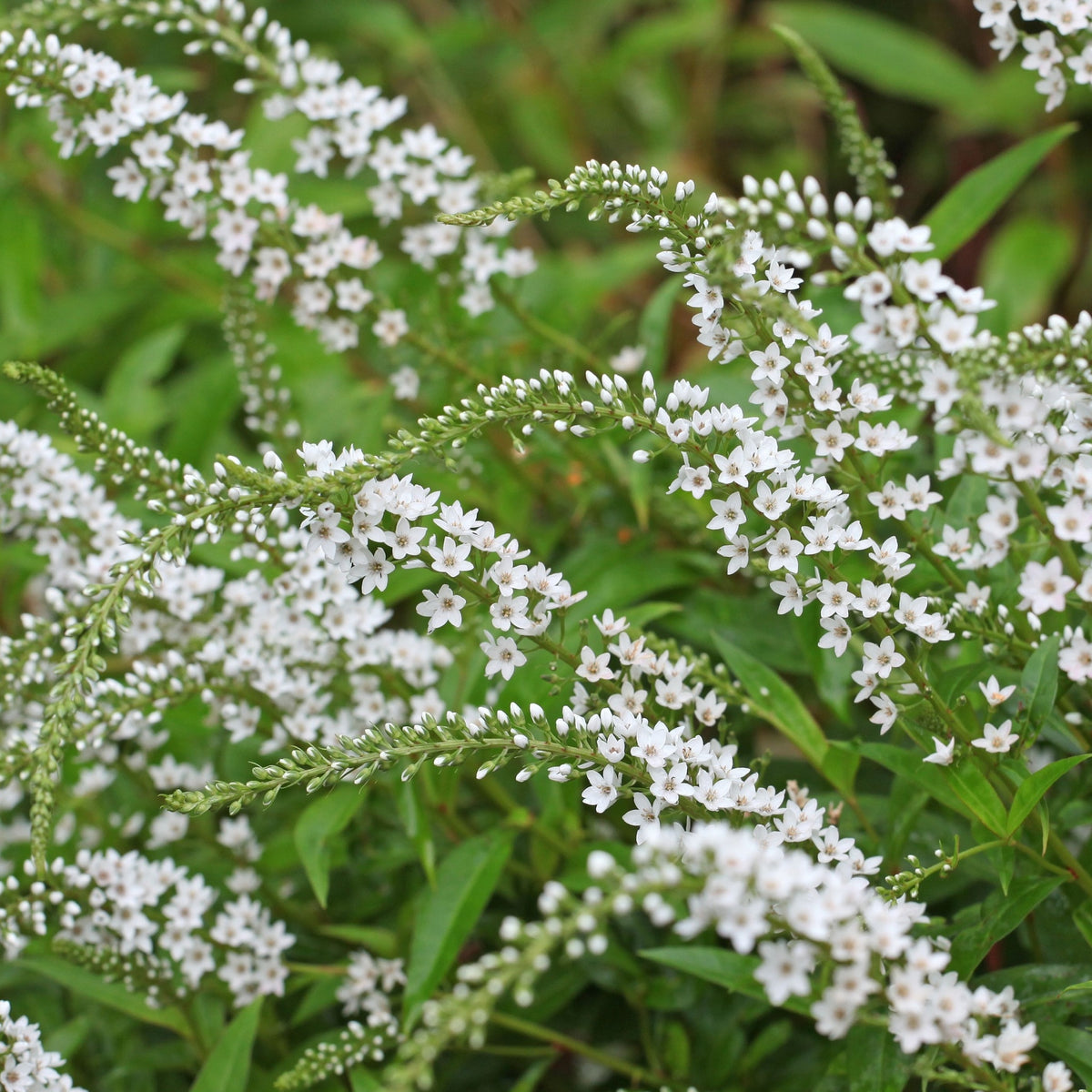 Clusters of white, star-shaped flowers on arching green stems with lance-shaped leaves distinguish the perennial Lysimachia clethroides 9cm, or Gooseneck Loosestrife, shown against a soft, blurred background.