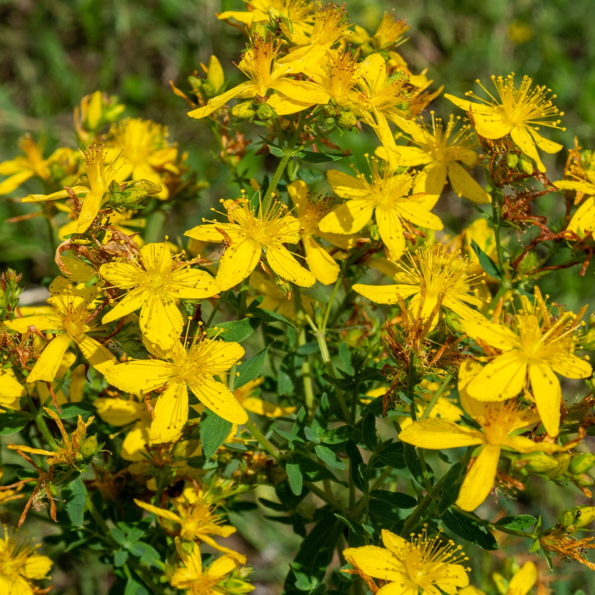 Bright yellow flowers with thin stamens bloom on the ornamental shrub Hypericum &#39;Mirable Blizz&#39; 2L, surrounded by green leaves and grass.