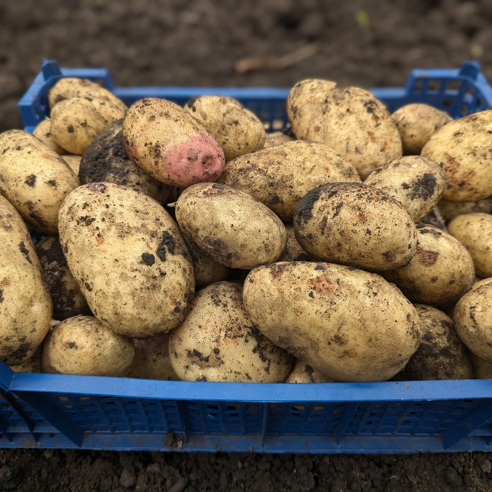 Maris Piper Seed Potatoes 2KG