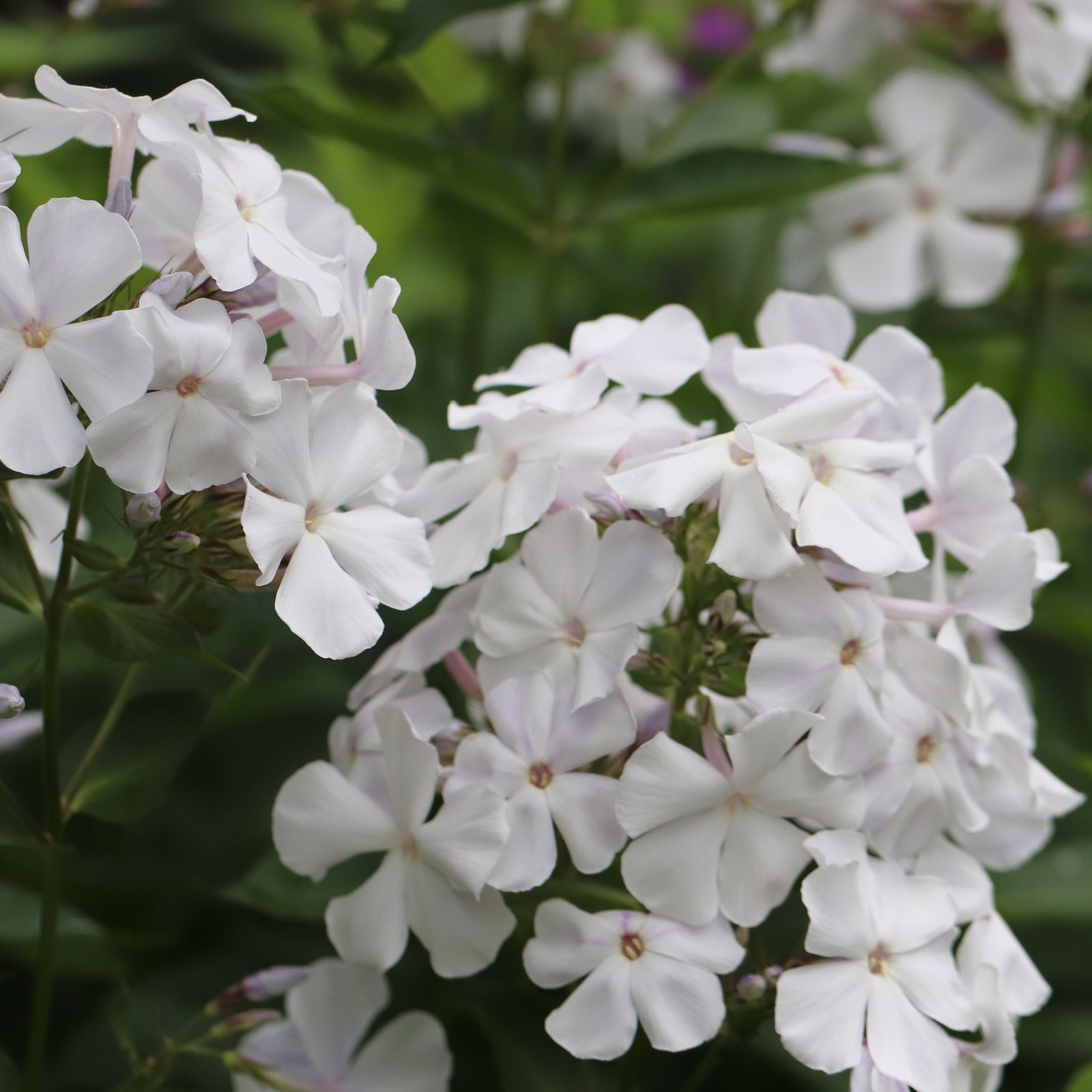 Clusters of delicate white flowers with pale purple centers bloom among green foliage on the Phlox paniculata Summer White 9cm Pot, creating a soft, natural garden display.