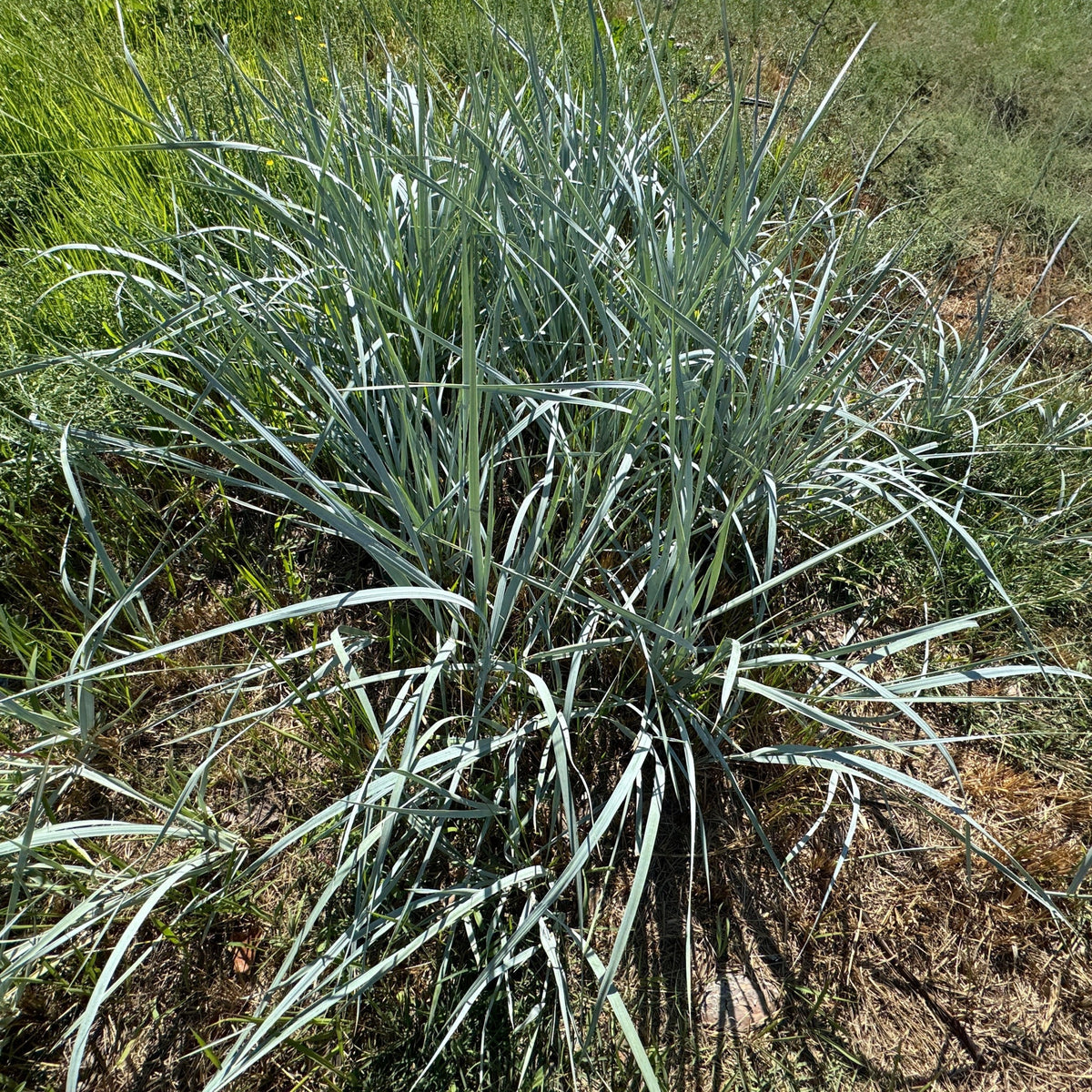 Elymus magellanicus 9cm