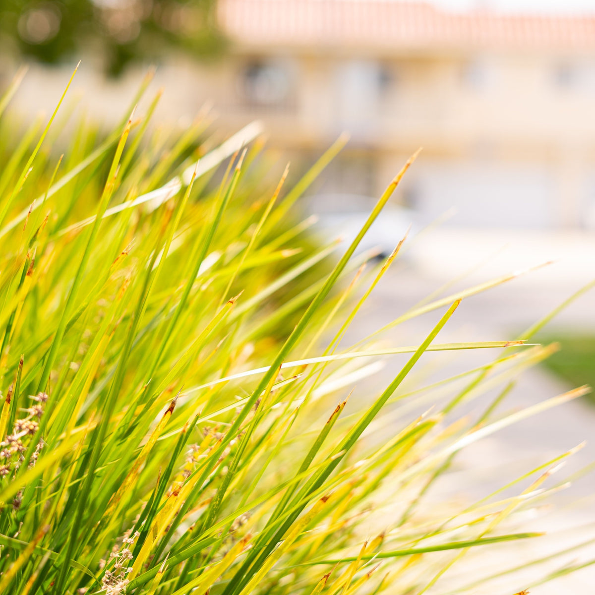 Close-up of tall, green Lomandra longifolia &#39;Miner&#39;s Gold&#39; 9cm blades in bright sunlight with a blurred background of a residential building and driveway—an elegant Australian native ornamental grass.