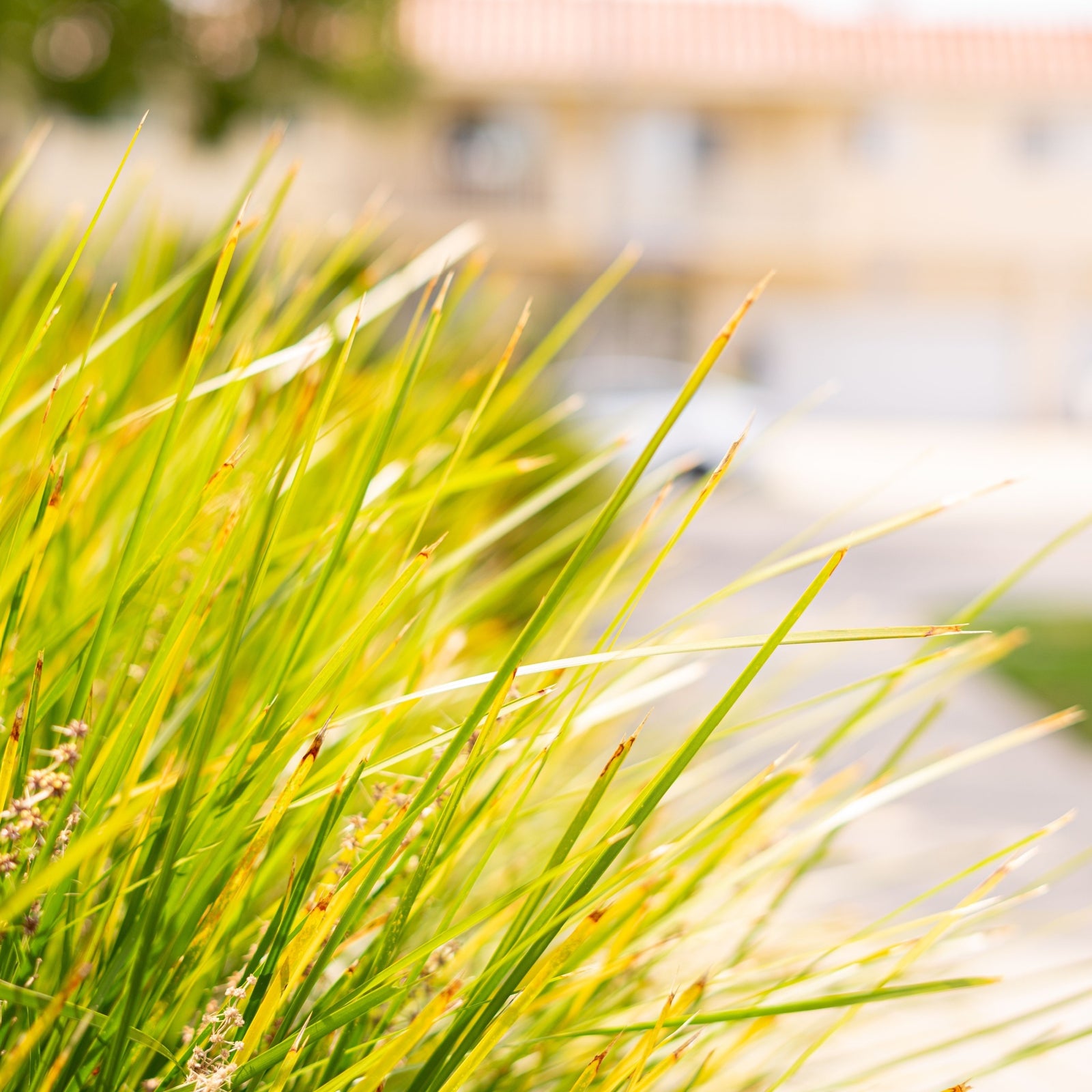 Lomandra longifolia 'Miner's Gold' 9cm, an Australian native, is showcased as an ornamental grass in a blue, green, and white geometric pot set on a concrete ledge with dark foliage in the background.