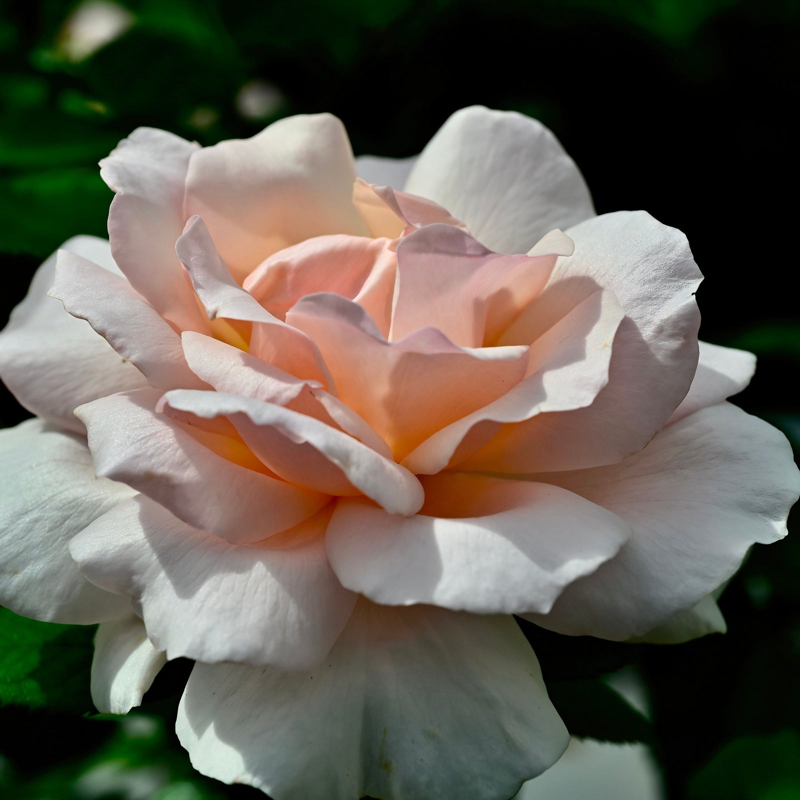 A close-up of the 'A Whiter Shade of Pale' Hybrid Tea Rose in full bloom, showing its delicate pale pink petals and fragrant beauty, illuminated by soft sunlight against a dark green, blurred backdrop. 4L potted, pre-order for Dec '25.
