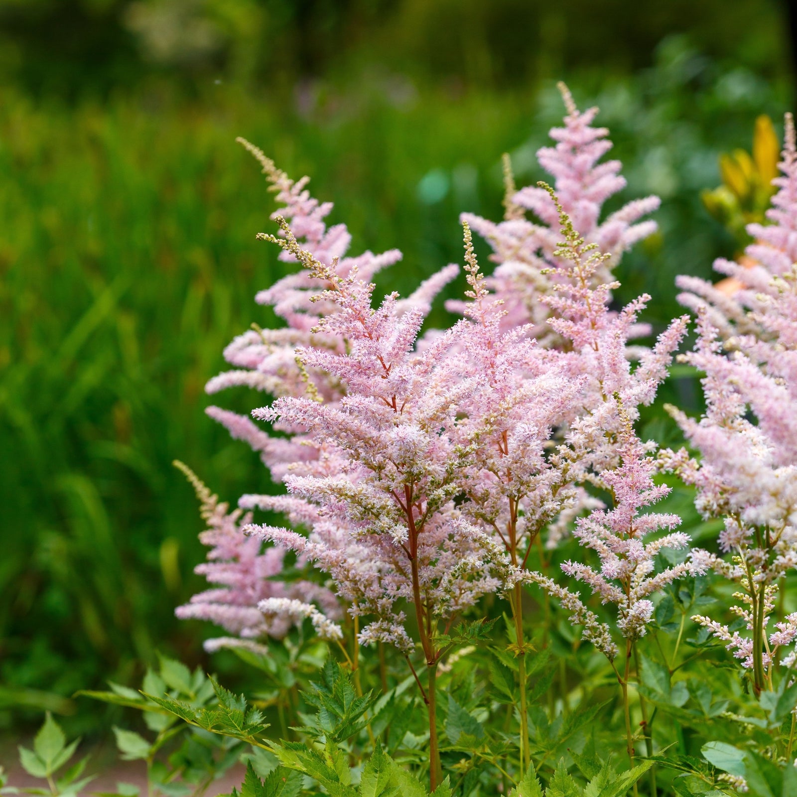 Astilbe Europa 9cm