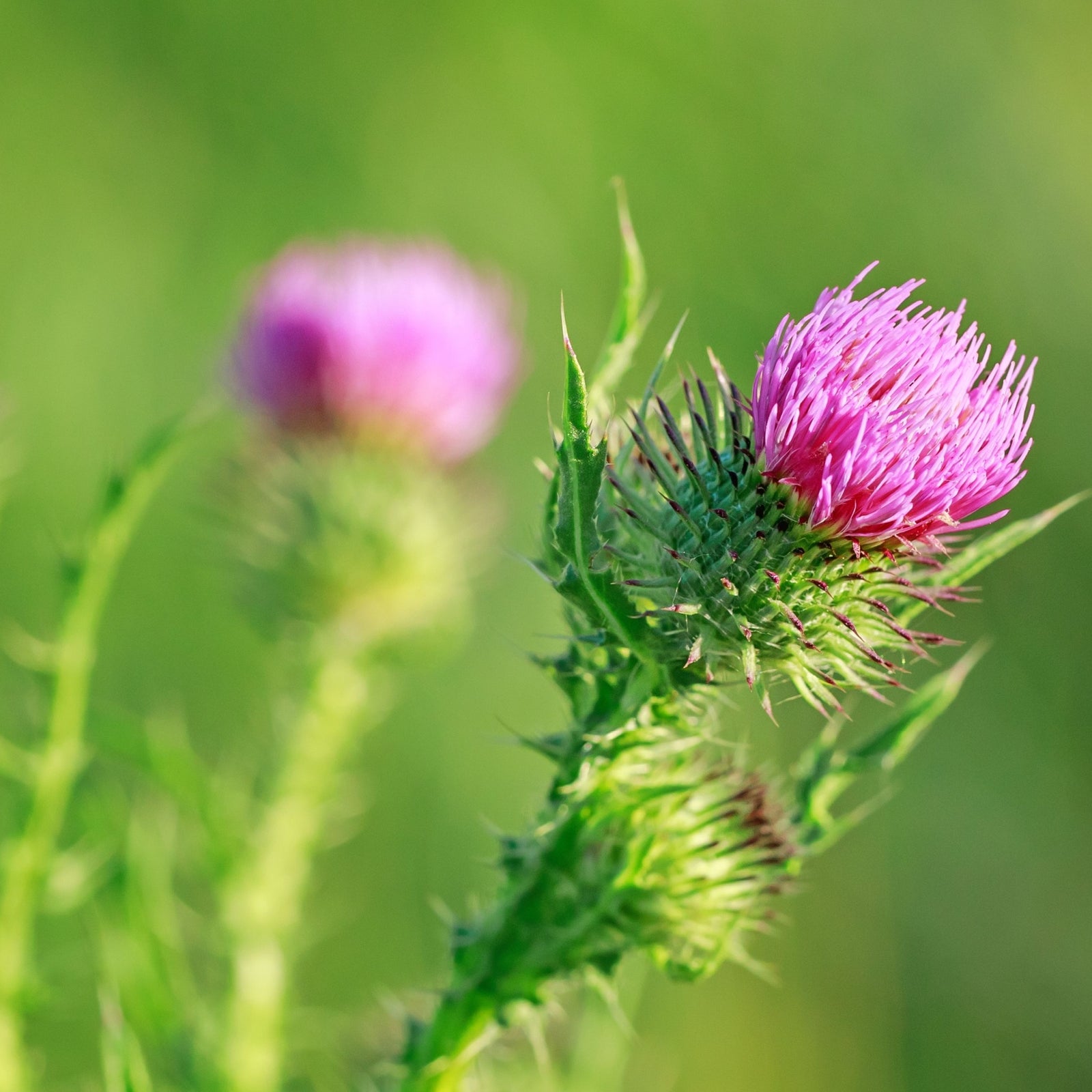 Cirsium riv. Atropurpurea 9cm