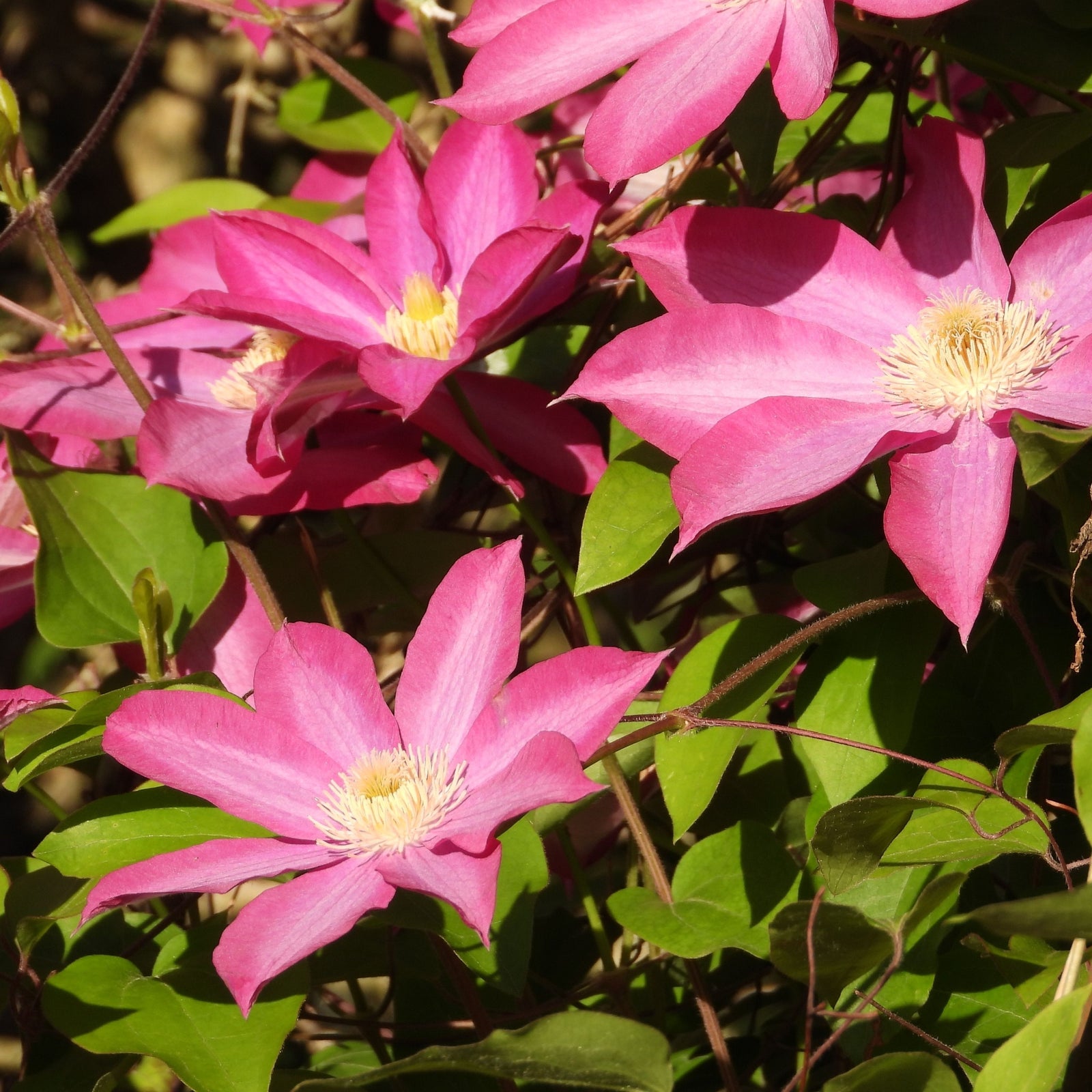 Clematis'comtesse de bouchad' 60cm