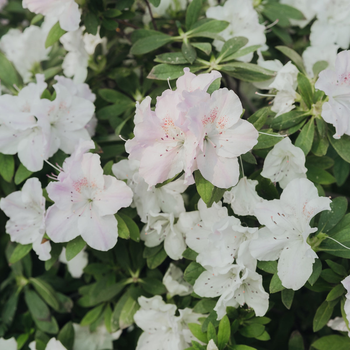 Azalea &#39;Hendrik&#39;s White&#39; 2L, an evergreen shrub, displays clusters of white blooms among green leaves, perfect for adding vibrant color to your garden.