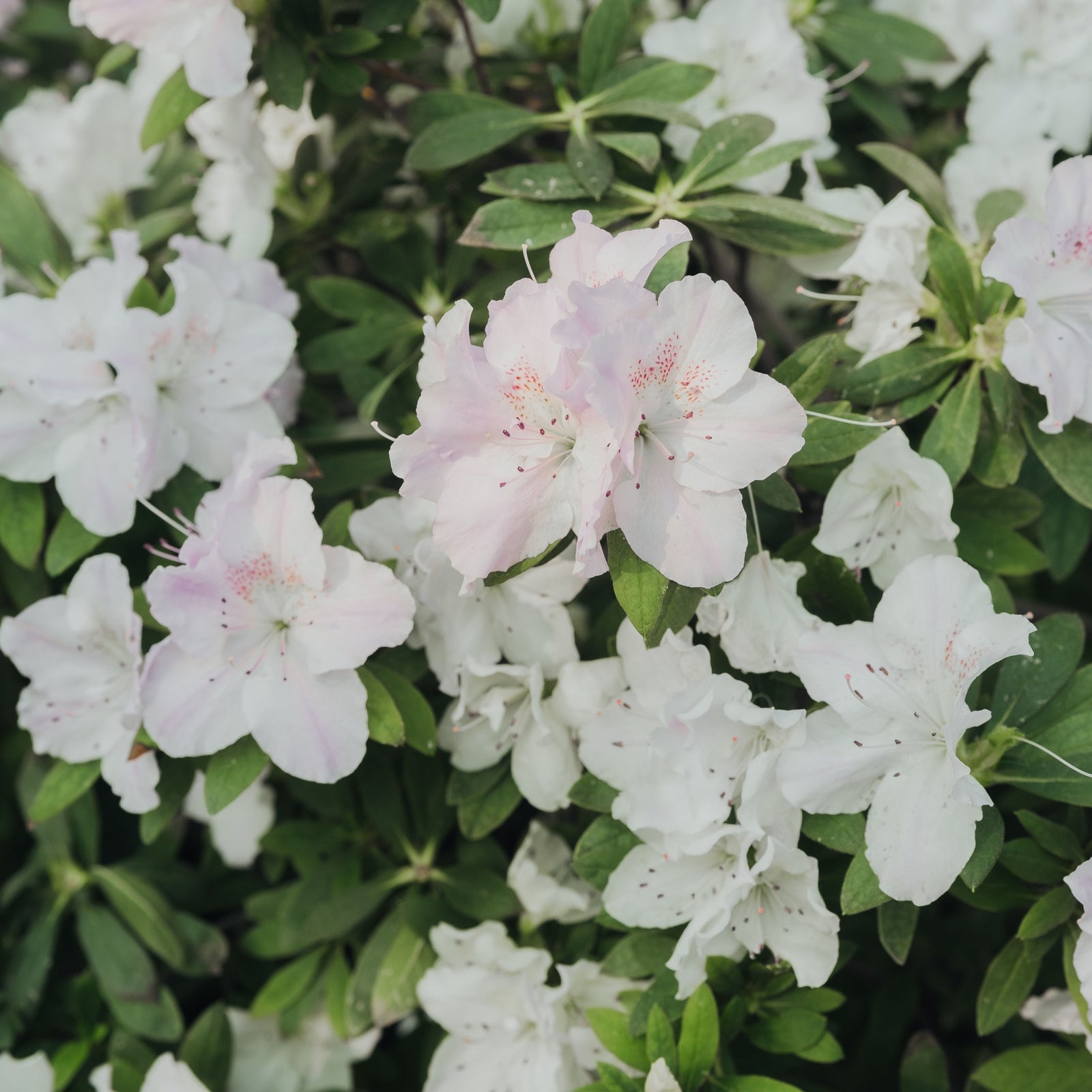 Azalea 'Hendrik's White' 2L, an evergreen shrub, displays clusters of white blooms among green leaves, perfect for adding vibrant color to your garden.