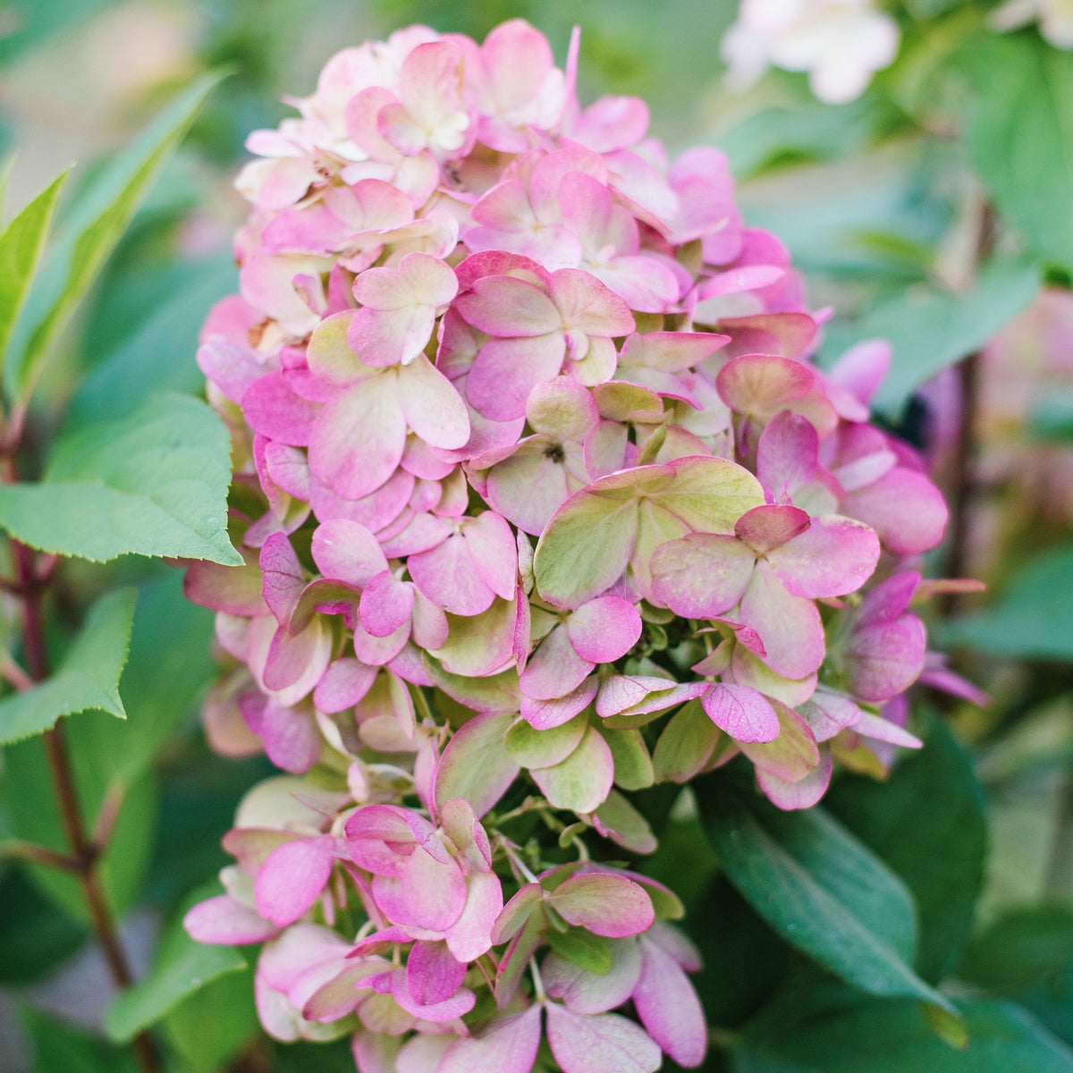 Hydrangea paniculata &#39;Bonfire&#39; 9cm