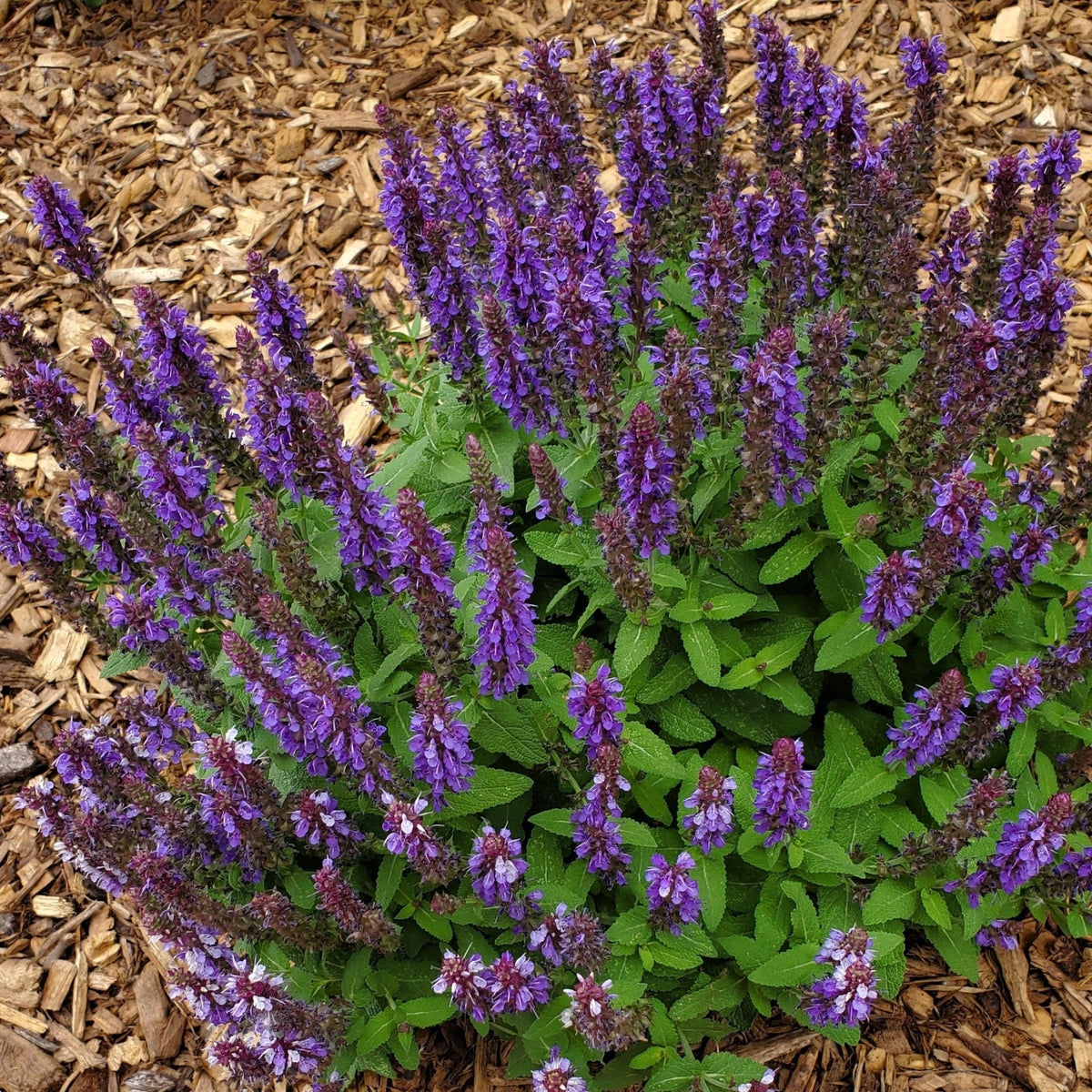 Salvia nemorosa ‘Blue Marvel’ 9cm is a bushy perennial with tall spikes of purple flowers and green leaves, flourishing best in mulch-covered soil.