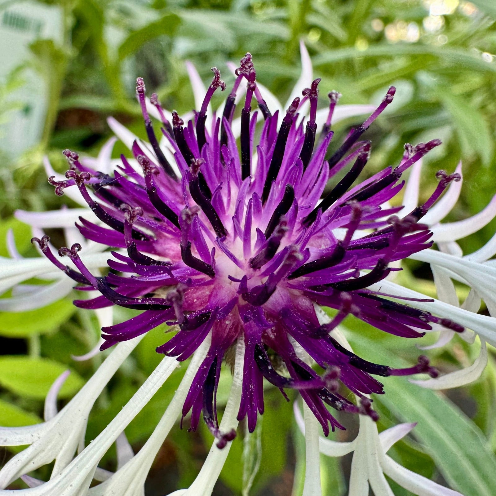Close-up of Centaurea montana Amethyst on Ice 9cm/2L—vibrant purple and white fringed flowers with spiky petals stand out against green foliage, making this hardy perennial ideal for cottage gardens.