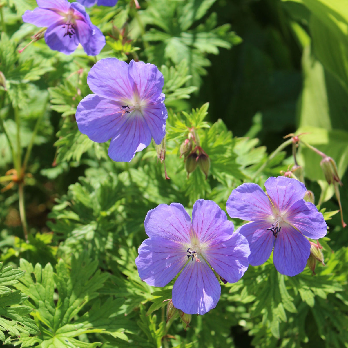 Geranium himalayense &#39;Baby Blue&#39; (Young Perennial) PRE ORDER SPRING &#39;26