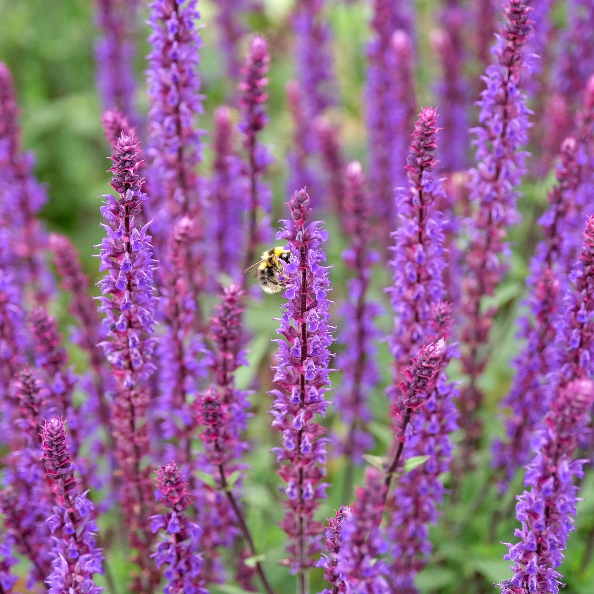 Salvia nem Mainacht 9cm Pot
