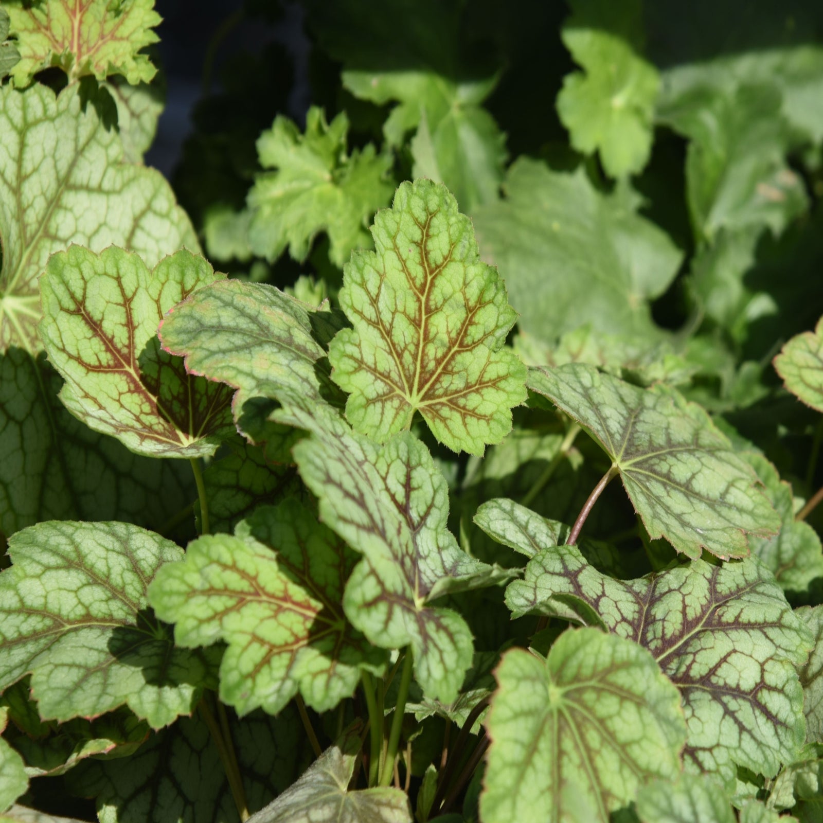 Heuchera ameicana Marvellous Marble 9cm