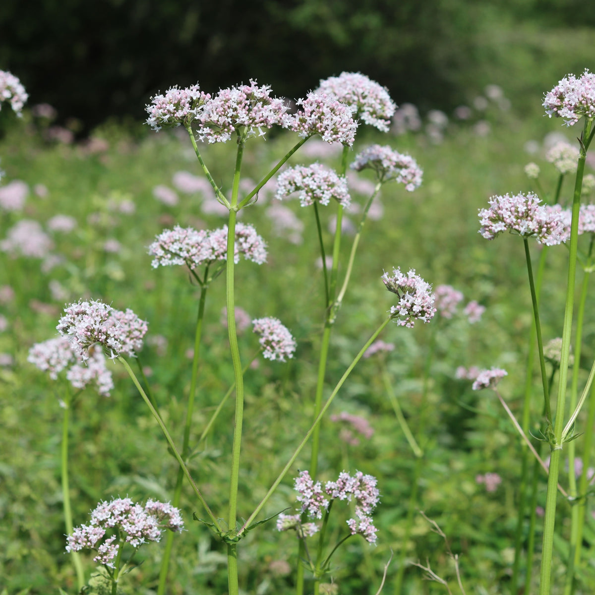 Centranthus rub. Albus 9cm