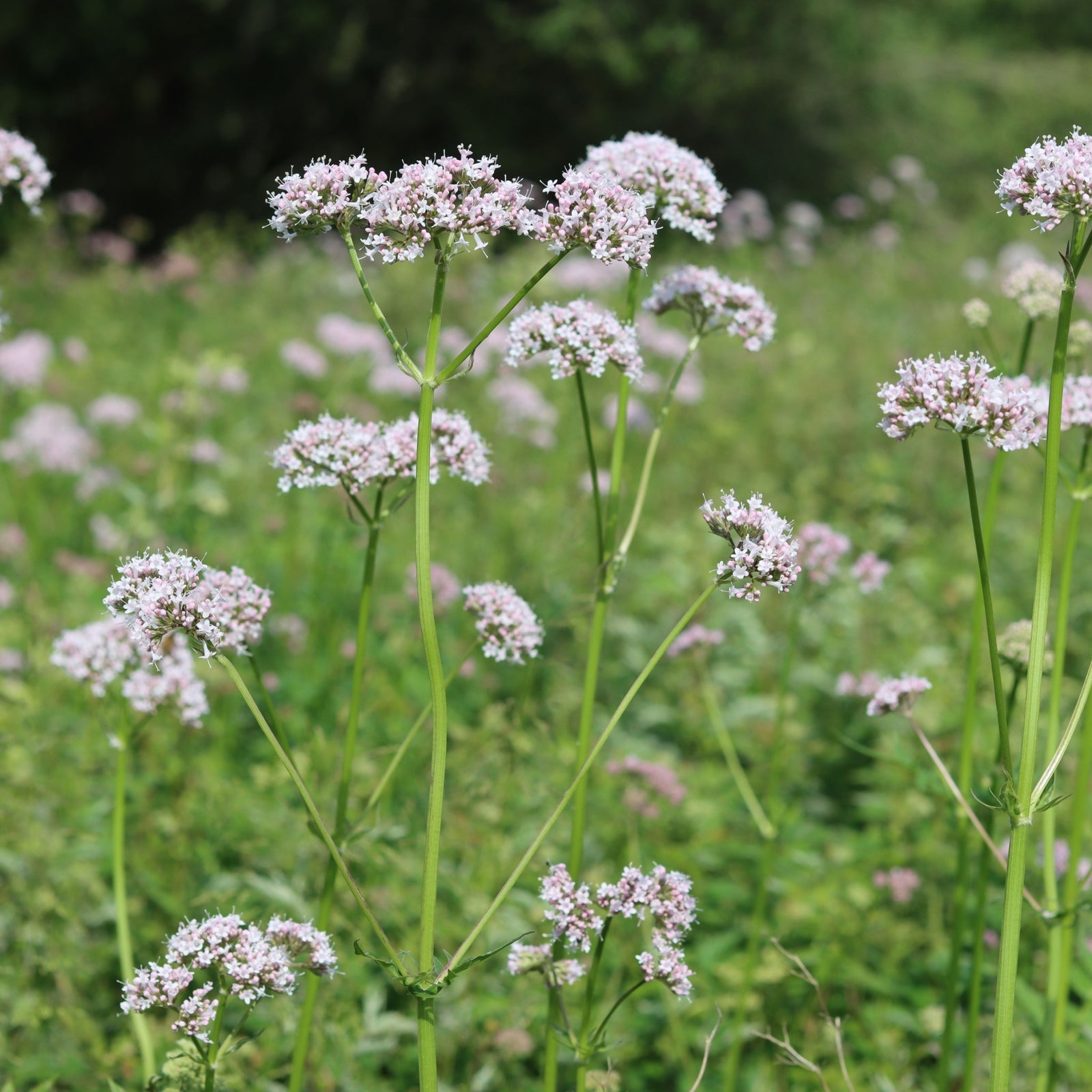 Centranthus rub. Albus 9cm