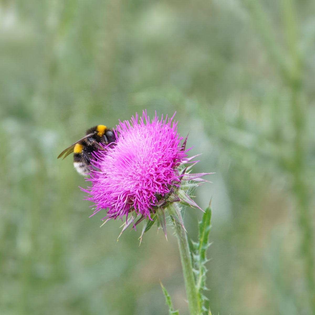 Cirsium riv. Atropurpurea 9cm