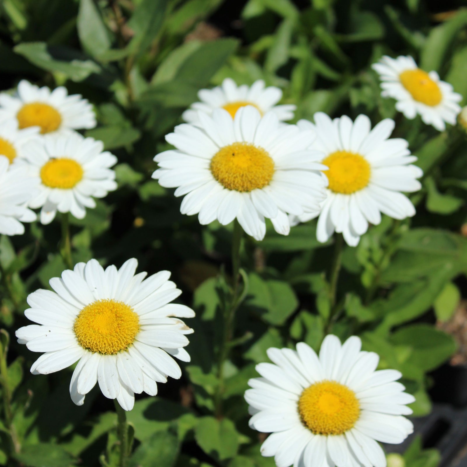 Leucanthemum x Superbum 'Becky' (Young Perennial) PRE ORDER SPRING '26