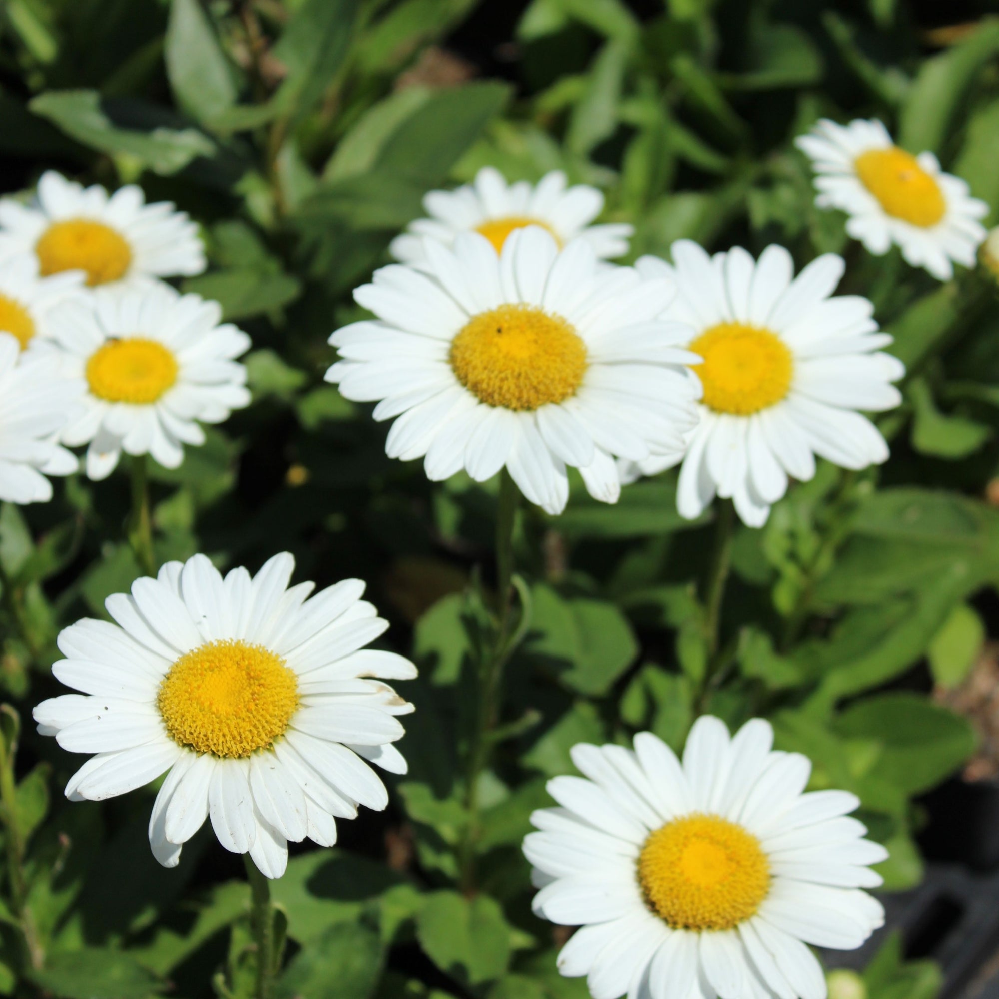 Leucanthemum x Superbum 'Becky' (Young Perennial) PRE ORDER SPRING '26