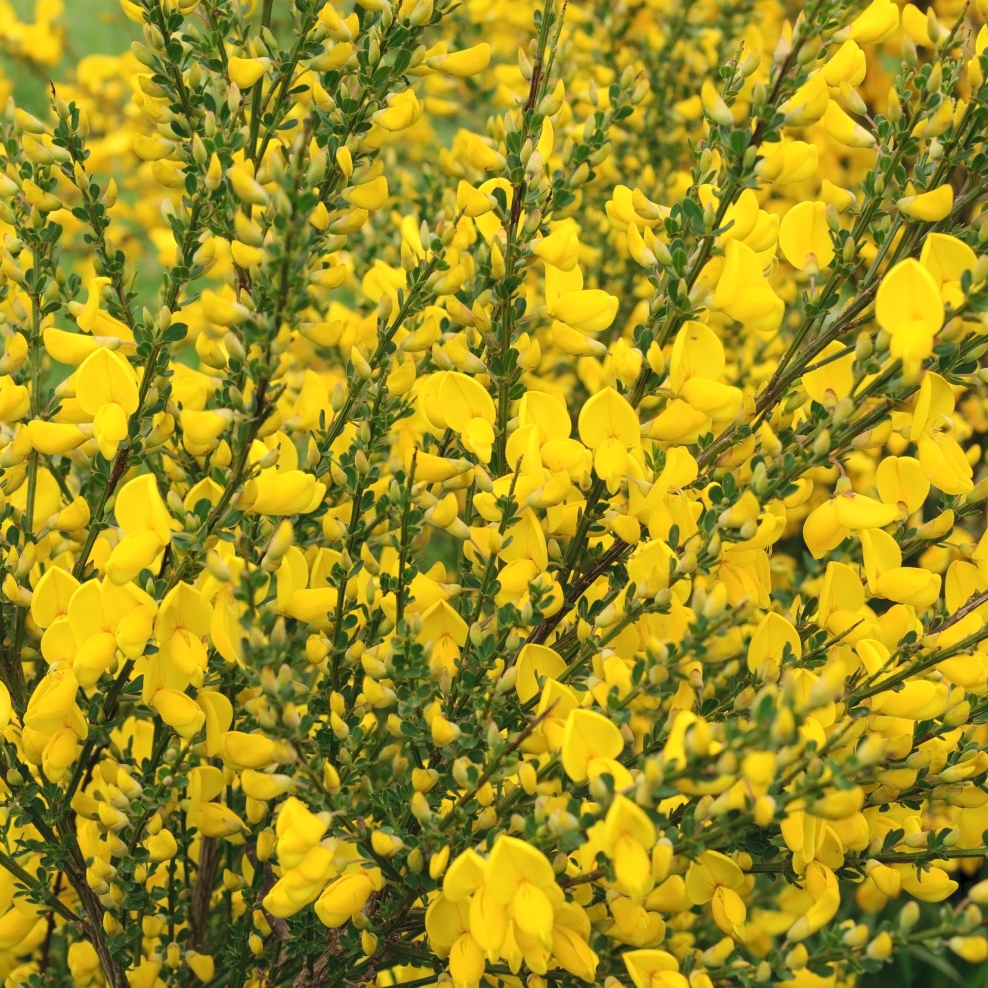 3 x Cytisus 2L