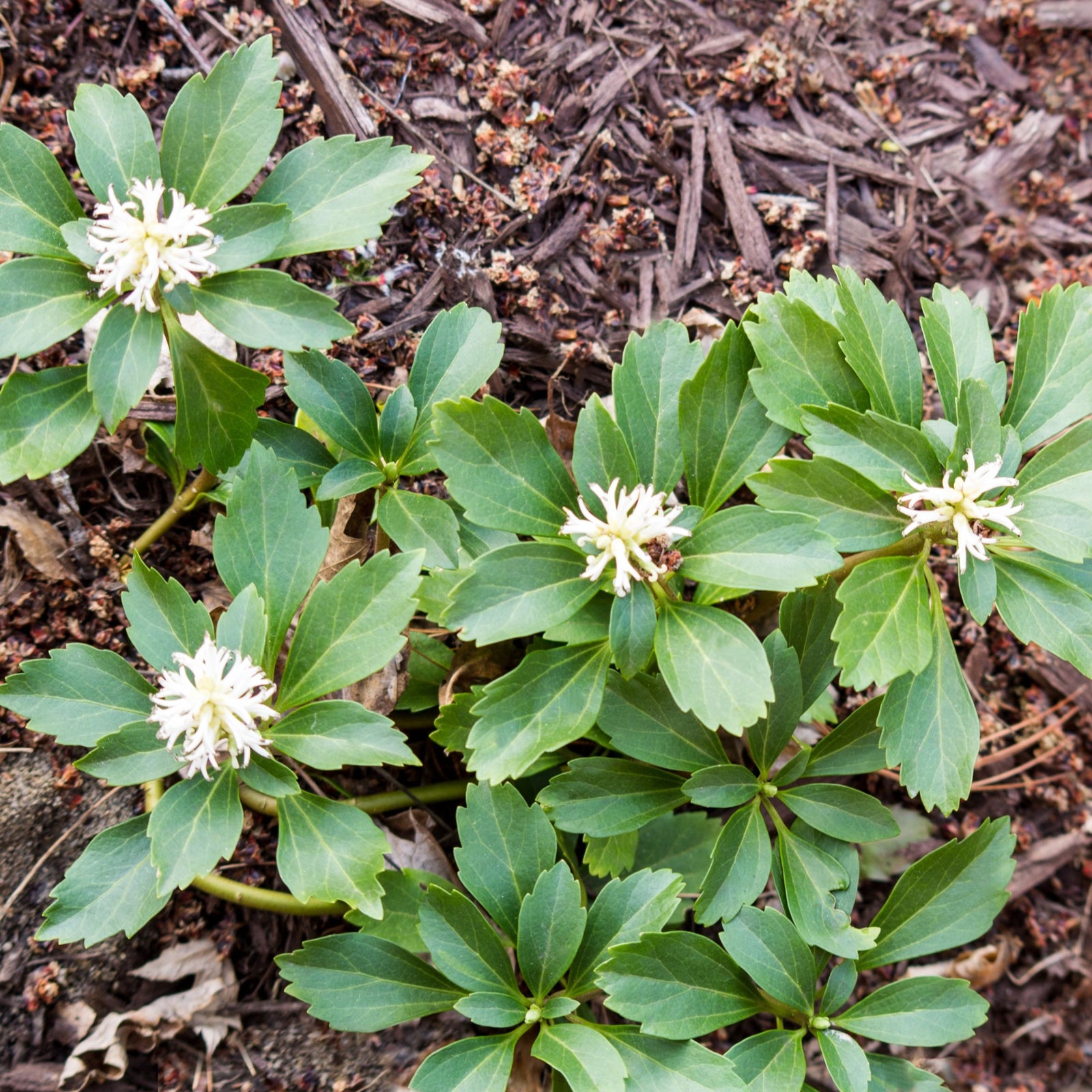 Pachysandra terminalis 'Green Carpet' 9cm produces healthy, shade-loving evergreen ground cover with broad, serrated leaves and small clusters of white spiky flowers, spreading lushly across brown mulch.