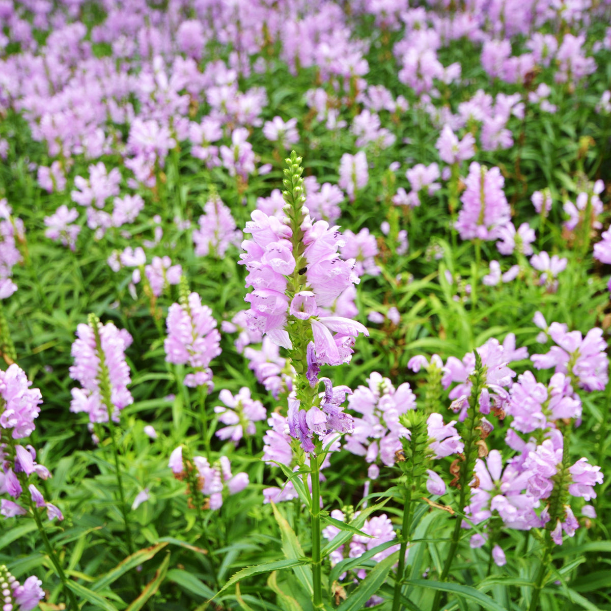 PHYSOSTEGIA virginiana &#39;Rose Bouquet&#39; 9cm