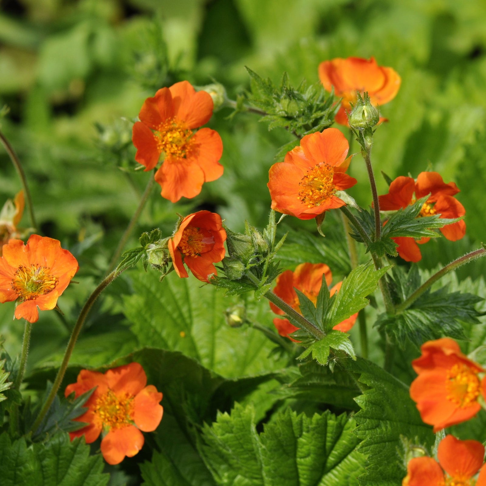 Geum coccineum 'Tosai' 9cm has drought-tolerant, orange-red flowers with yellow centers and lush green leaves, bringing vibrant color and lasting beauty to any garden.