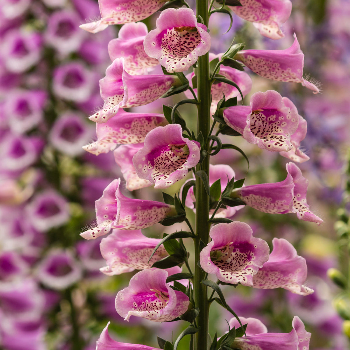 Foxgloves Digitalis &#39;Rose Ivory&#39; 3L