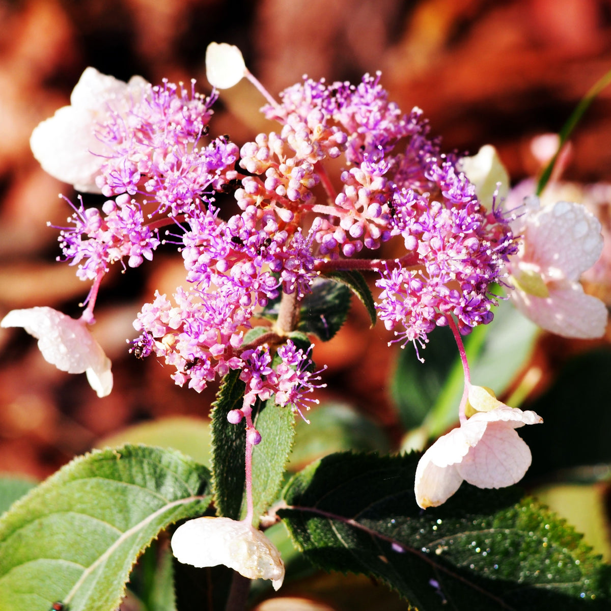Close-up of Hydrangea aspera &#39;Hot Chocolate&#39; 9cm showcasing its vibrant purple lacecap blooms with delicate petals and green leaves, set against a softly blurred, warm-toned background.