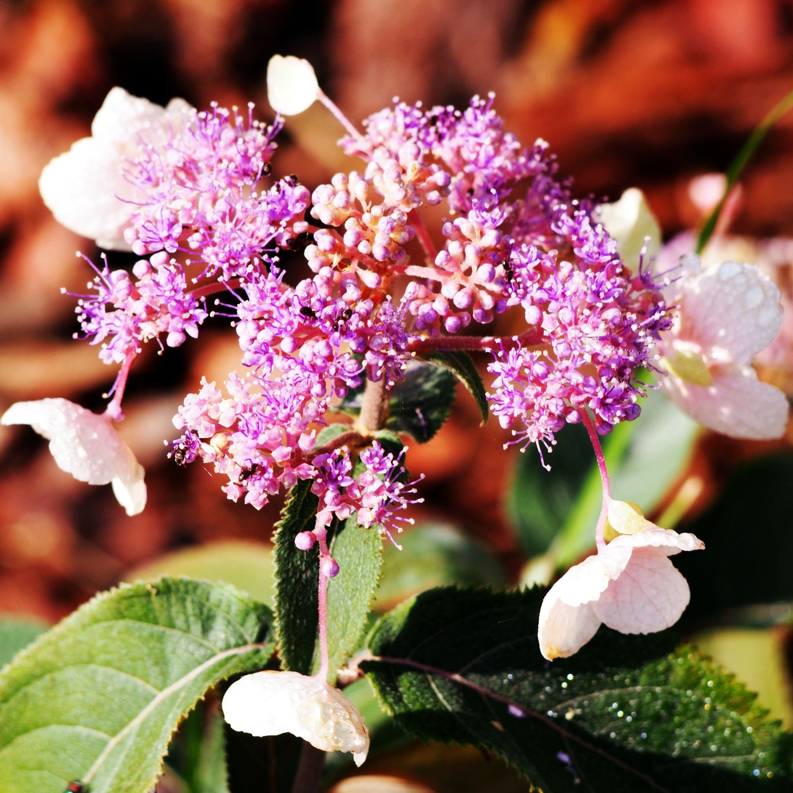 Close-up of Hydrangea aspera 'Hot Chocolate' 9cm showcasing its vibrant purple lacecap blooms with delicate petals and green leaves, set against a softly blurred, warm-toned background.