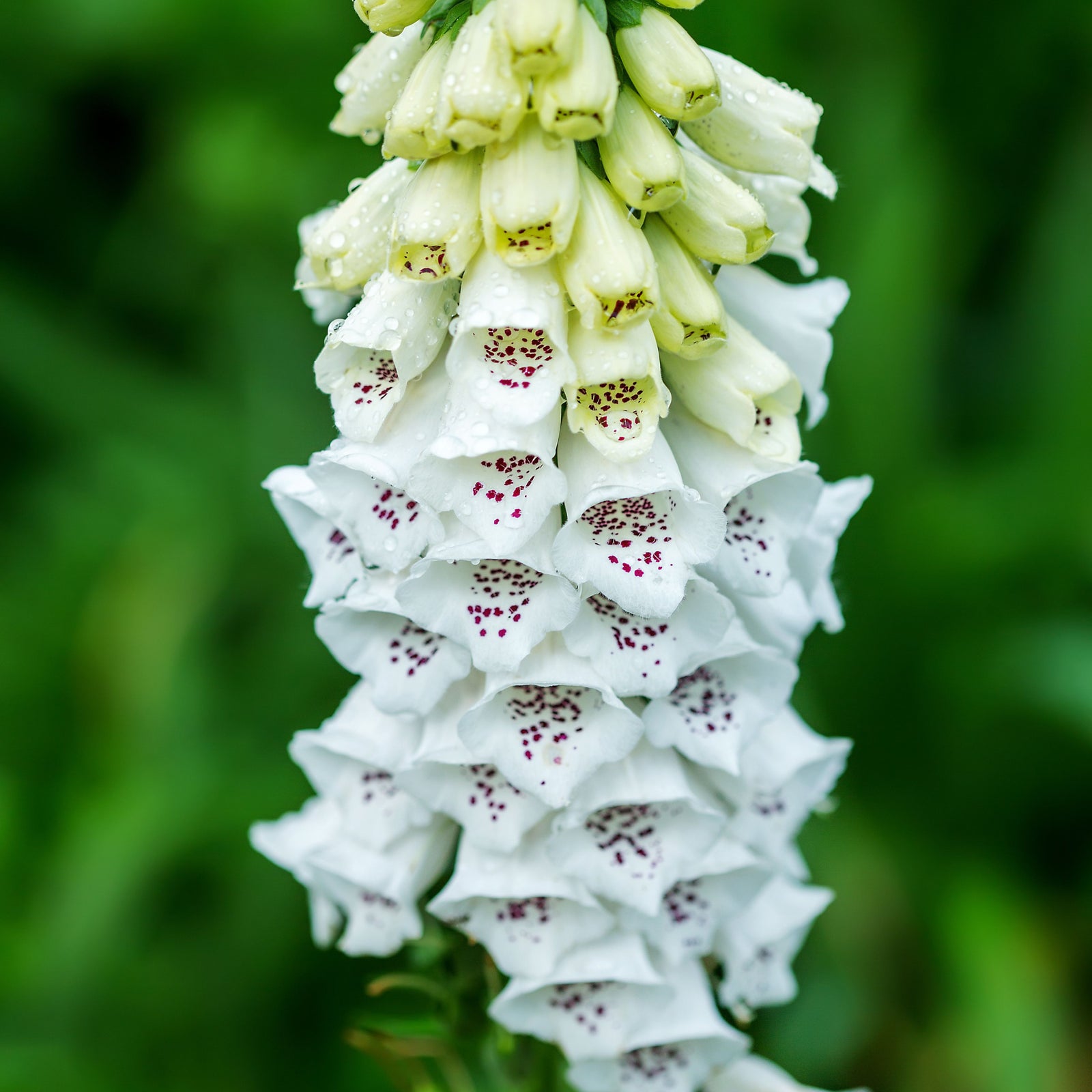 A close-up of Digitalis purpurea White/Alba 9cm shows a flower spike with white blossoms—some with purple speckles—and buds at the top, set against a blurred green background.