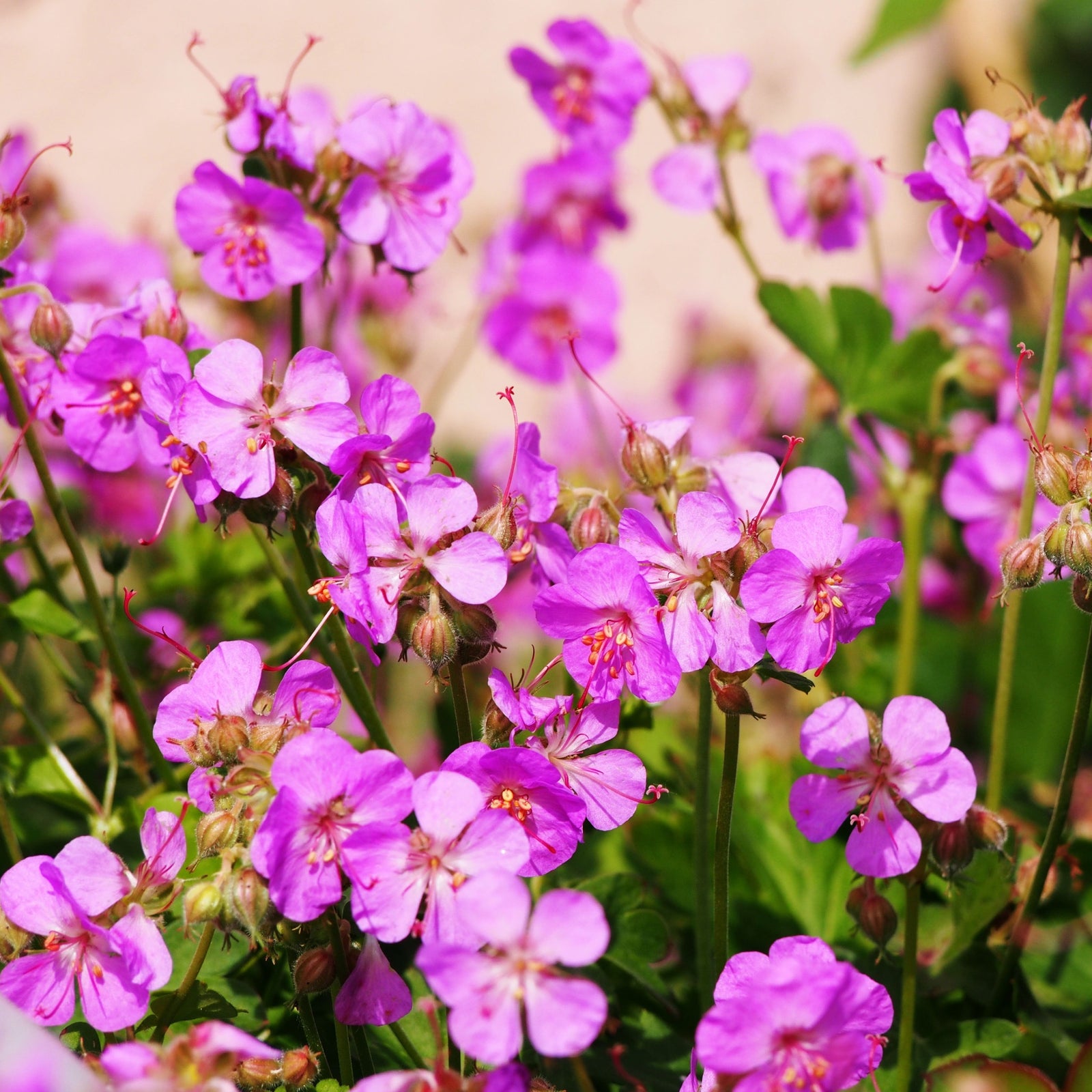 A cluster of vibrant pink Geranium x cantabrigiense Cambridge 9cm / 2L blooms, surrounded by lush green leaves, forms an eye-catching hardy ground cover set against a softly blurred background.