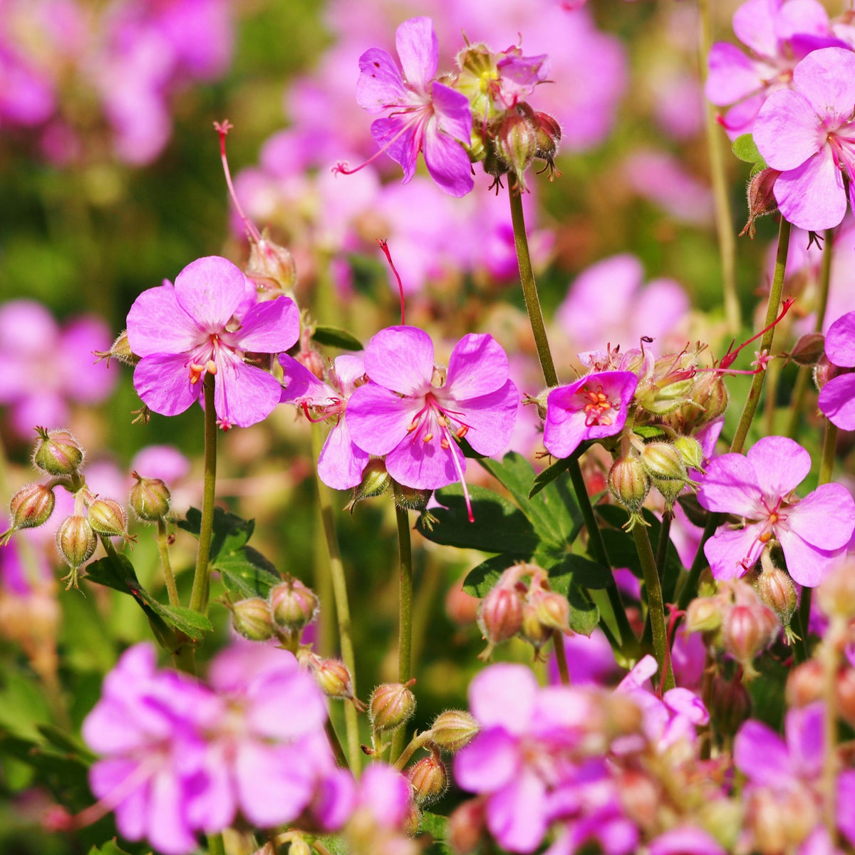 Close-up of Geranium x cantabrigiense Cambridge 9cm / 2L hardy geraniums featuring vibrant pink petals, yellow centers, green foliage, and unopened buds, blooming as lush ground cover in a sunlit garden.