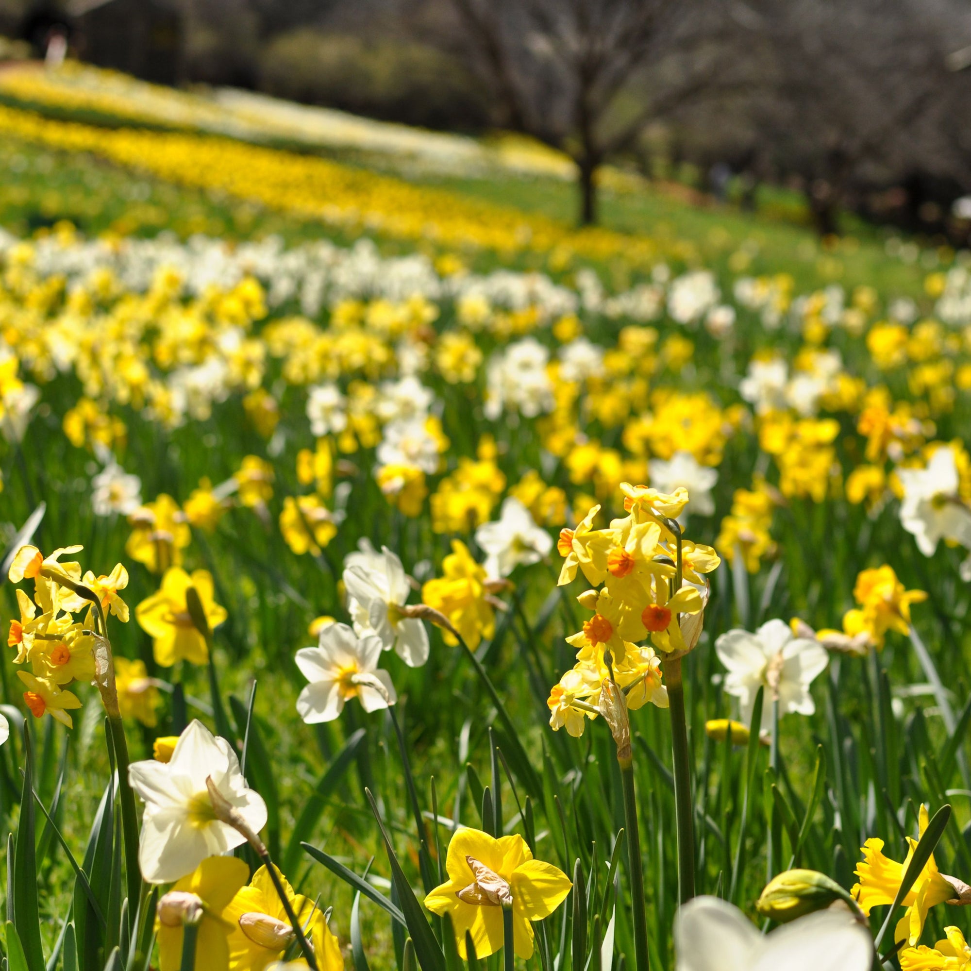 40 Dwarf Daffodil Bulbs Including Scented Daffodils