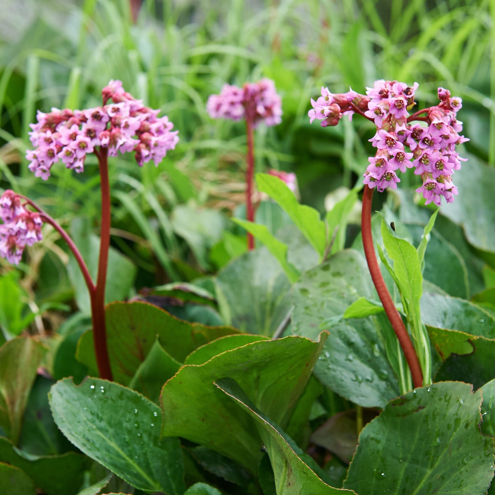 Bergenia Vintage Rose 2L