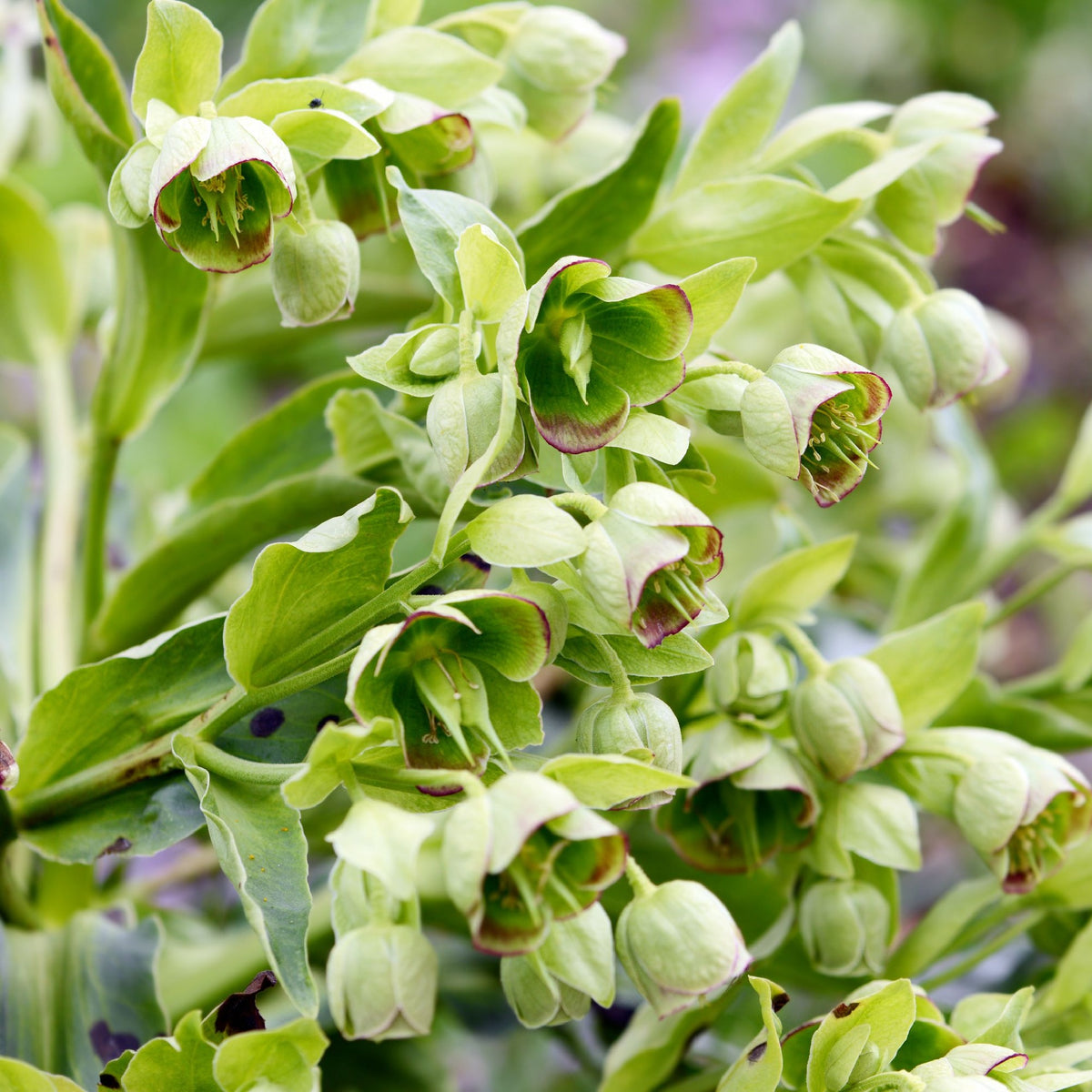 Helleborus foetidus 9cm