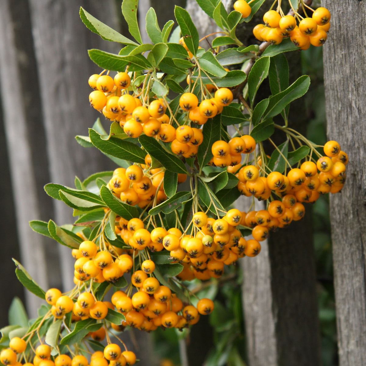 Pyracantha &#39;Soleil D&#39;or&#39; 1L/2L