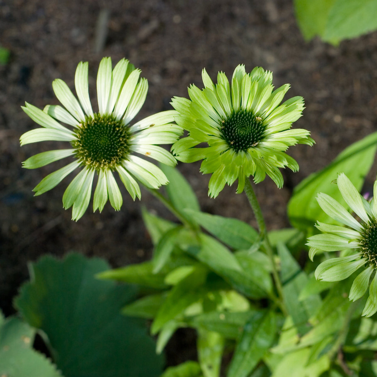 Three pale green Echinacea purpurea &#39;Prairie Blaze Green&#39; 9cm flowers with dark green centers rise among green foliage, contrasted by a dark, blurred soil background—this unique perennial brings subtle garden color.
