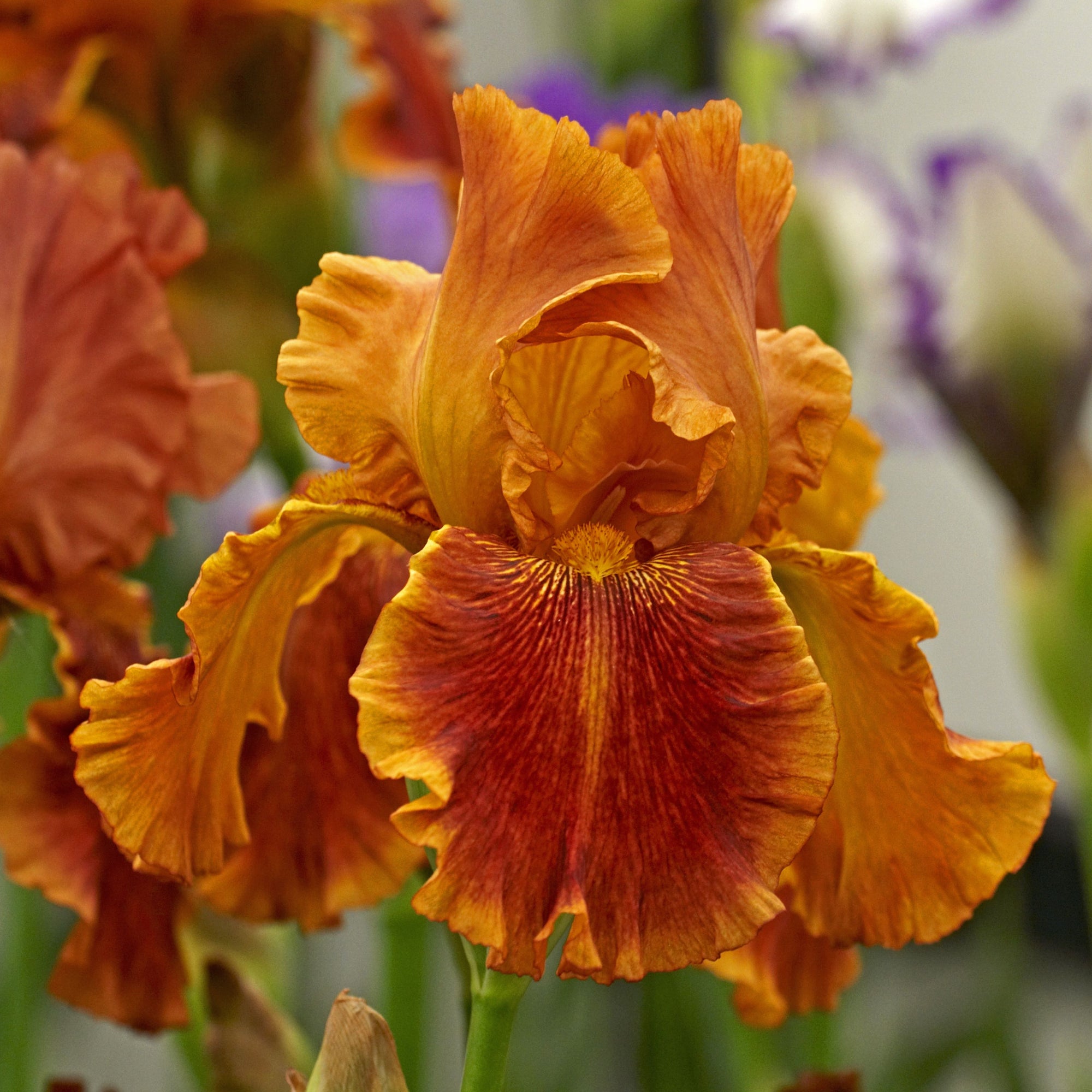 Iris sibirica 'Paprikash' 2L
