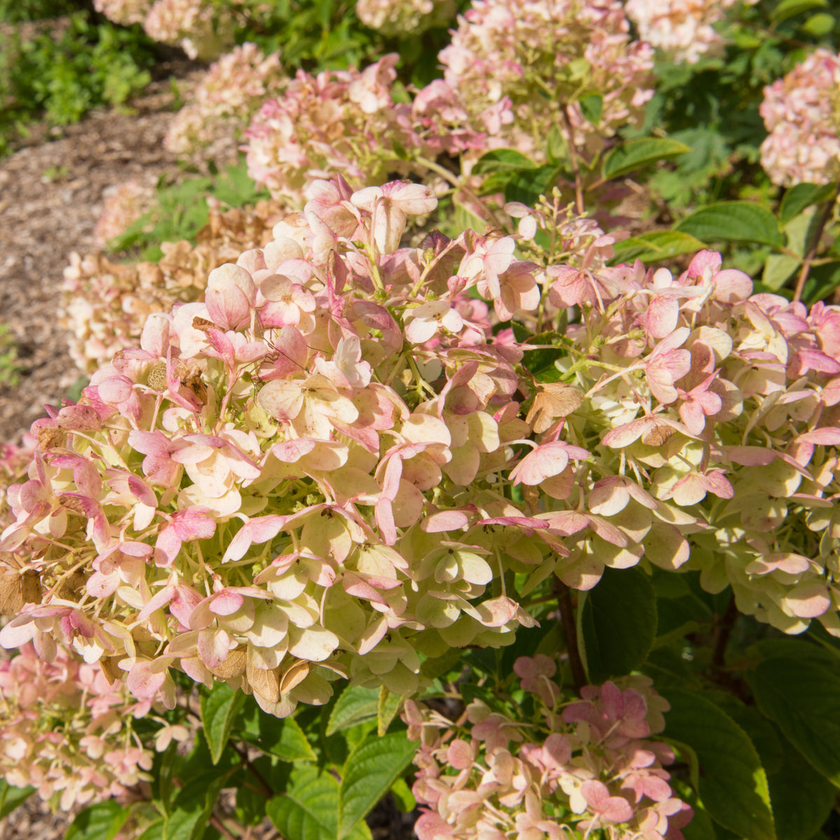 Hydrangea paniculata &#39;Silver Dollar&#39; 1.5/10L