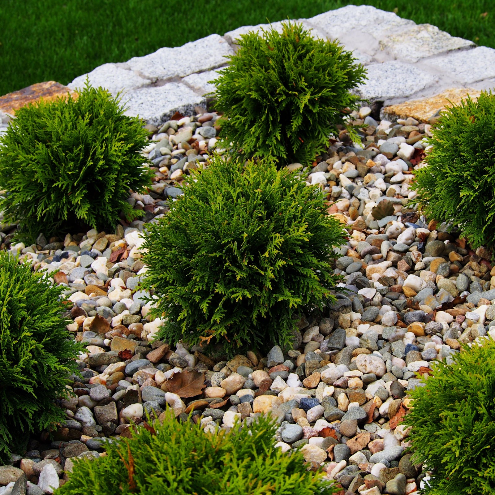 A row of compact, neatly trimmed Thuja occidentalis 'Danica' (2L/3L/10L) lines the lawn, with blooming white roses and leafy plants in a garden bed behind.