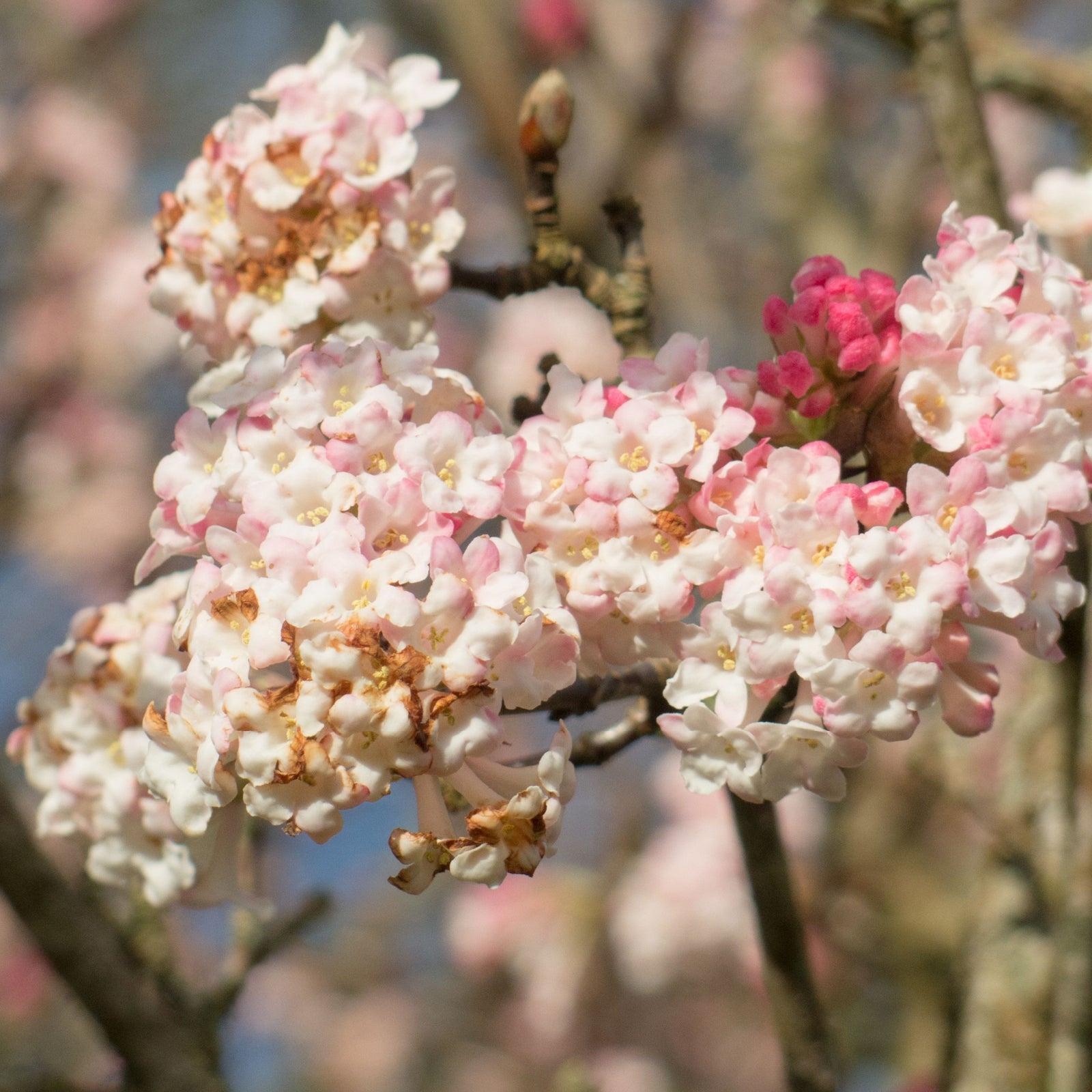 Viburnum x bodnantense 'Charles Lamont' 3L
