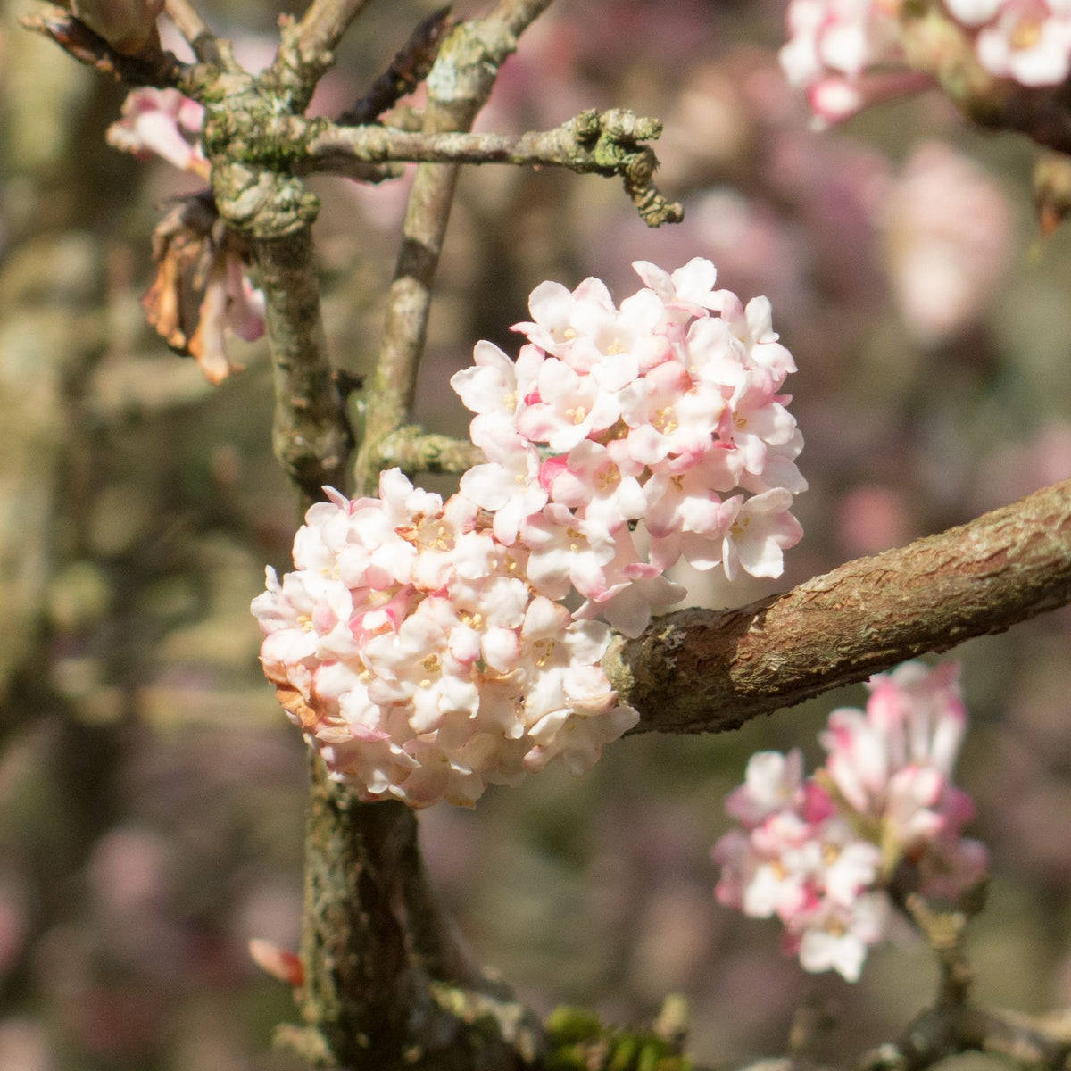 Viburnum x bodnantense &#39;Charles Lamont&#39; 3L