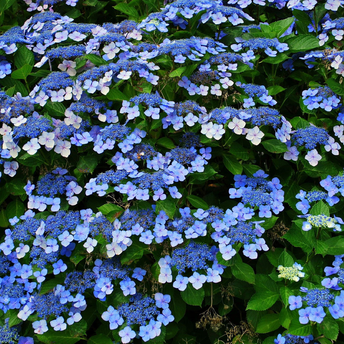 A group of Hydrangea &#39;French Bolero&#39; Blue 3L showcases stunning light blue lace cap flowers.