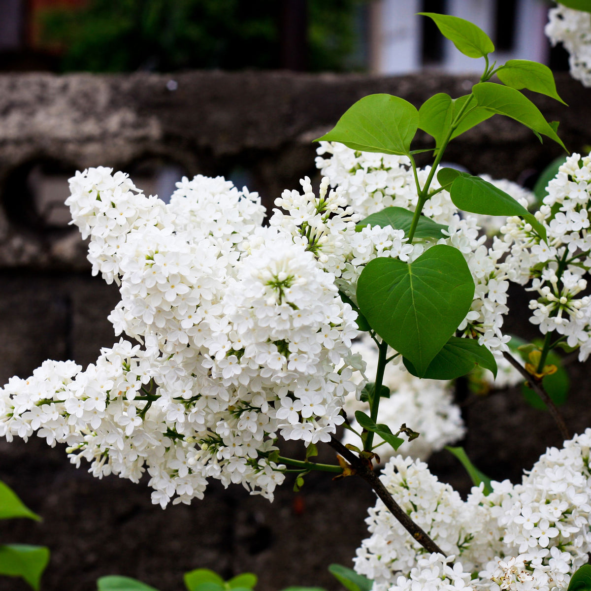 Syringa &#39;Flowerfesta White&#39; Mini/Dwarf Lilac 4.5L