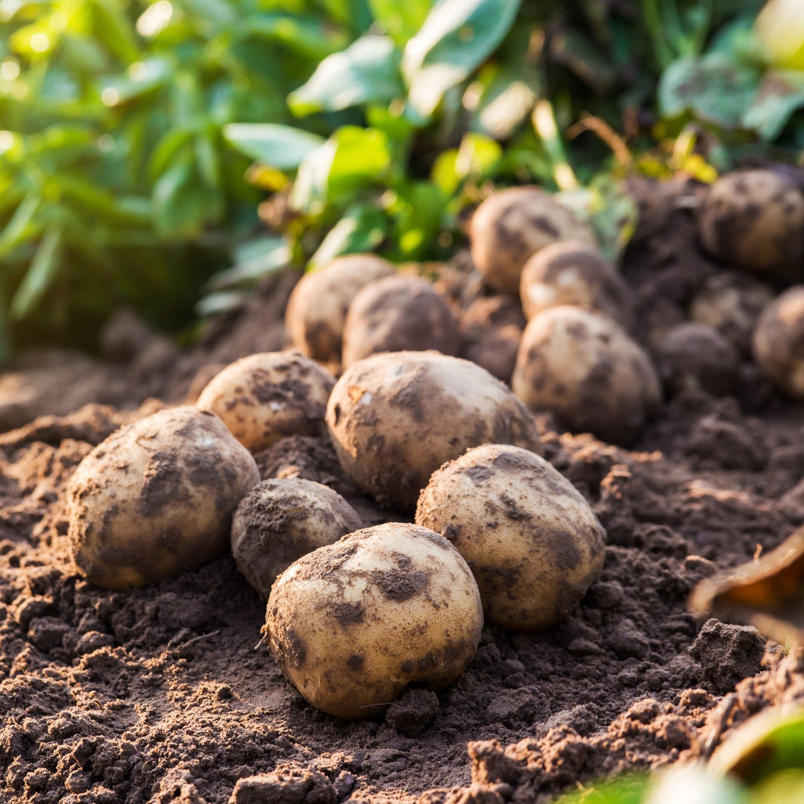 Record Seed Potatoes 2KG