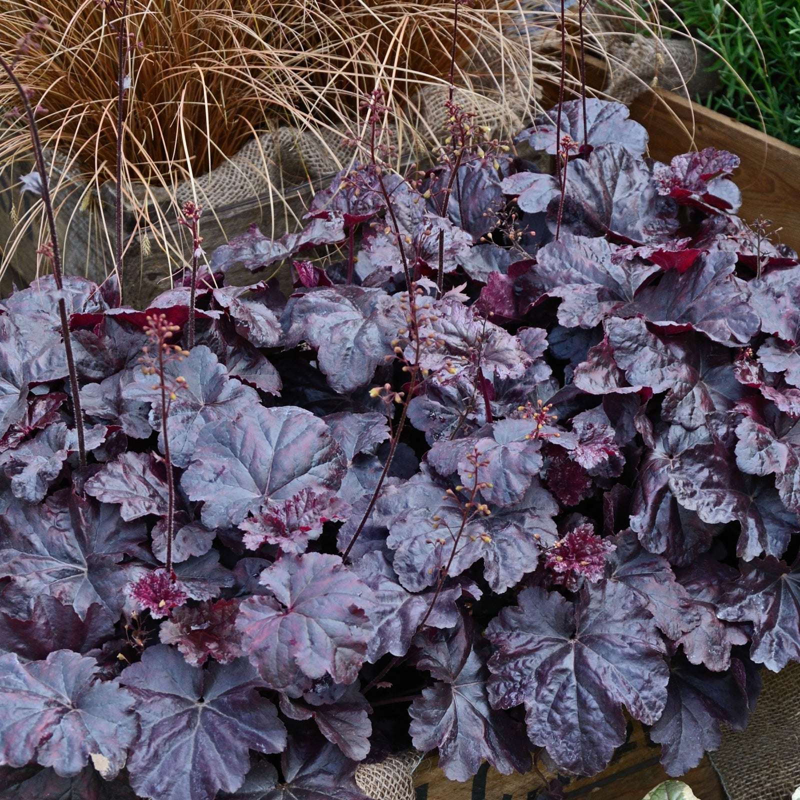 Heuchera 'Obsidian' 2L, a perennial with dark purple ruffled leaves and slender flower stalks, grows densely in a wooden planter. Tan ornamental grass provides striking contrast in this welcoming shade garden.
