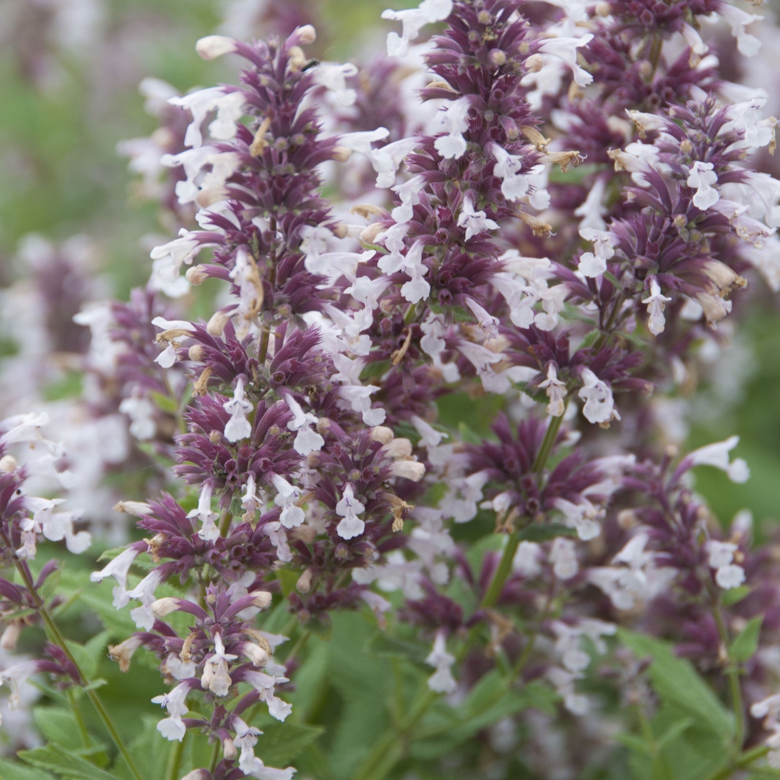 Nepeta grandiflora 'Dawn to Dusk' 9cm